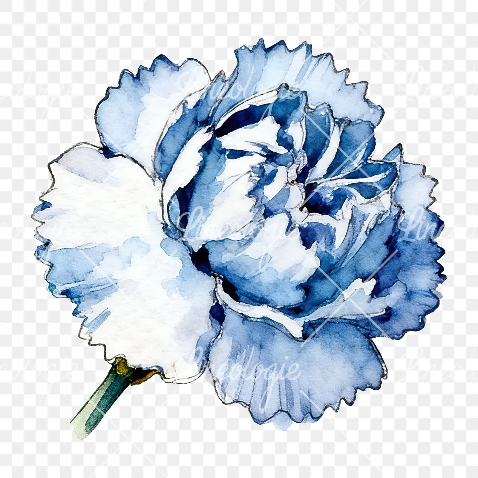 Watercolor blue carnation flower clipart 8 of 12 on a transparent background (PNG)