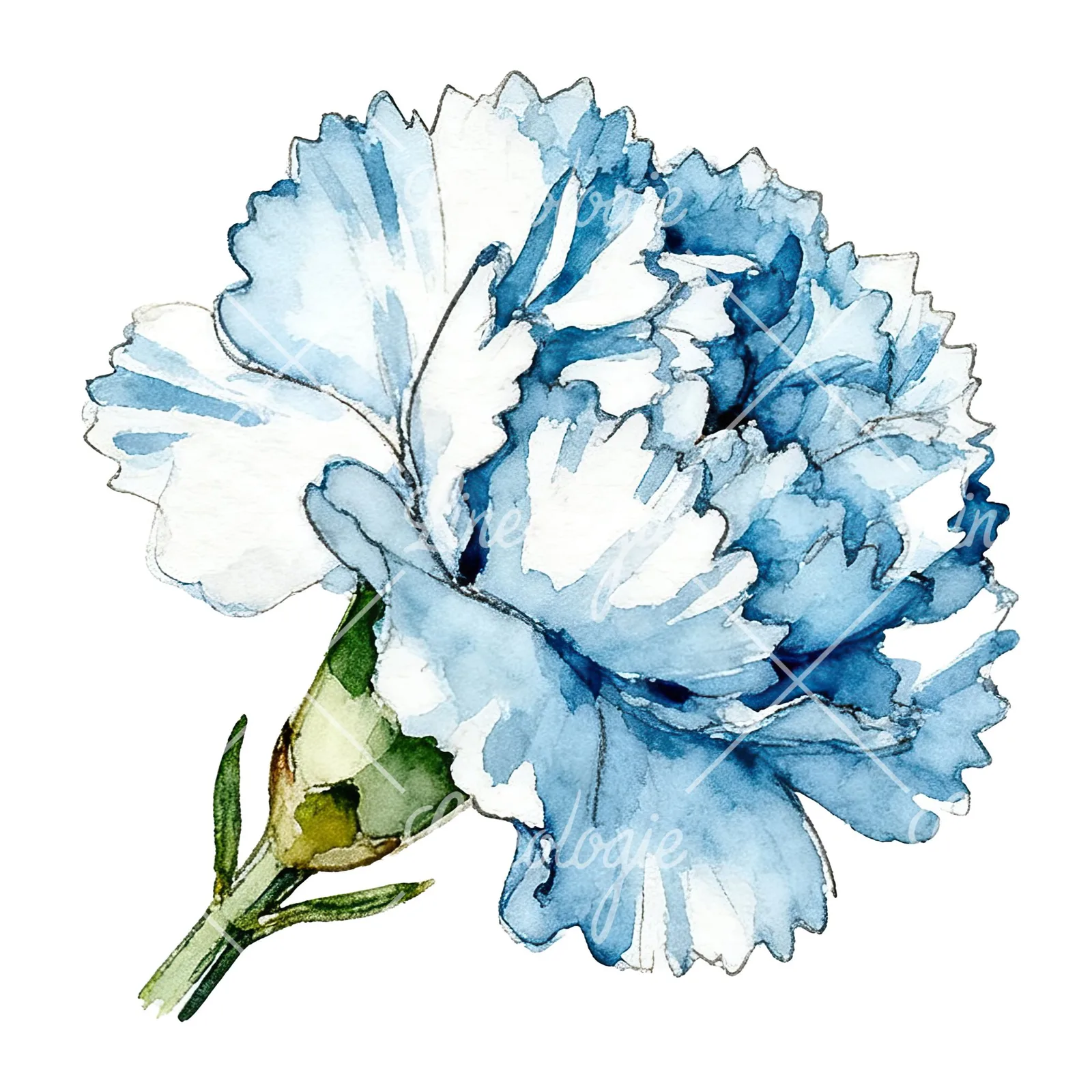 Watercolor blue carnation flower clipart 9 of 12 on a white background (JPG)