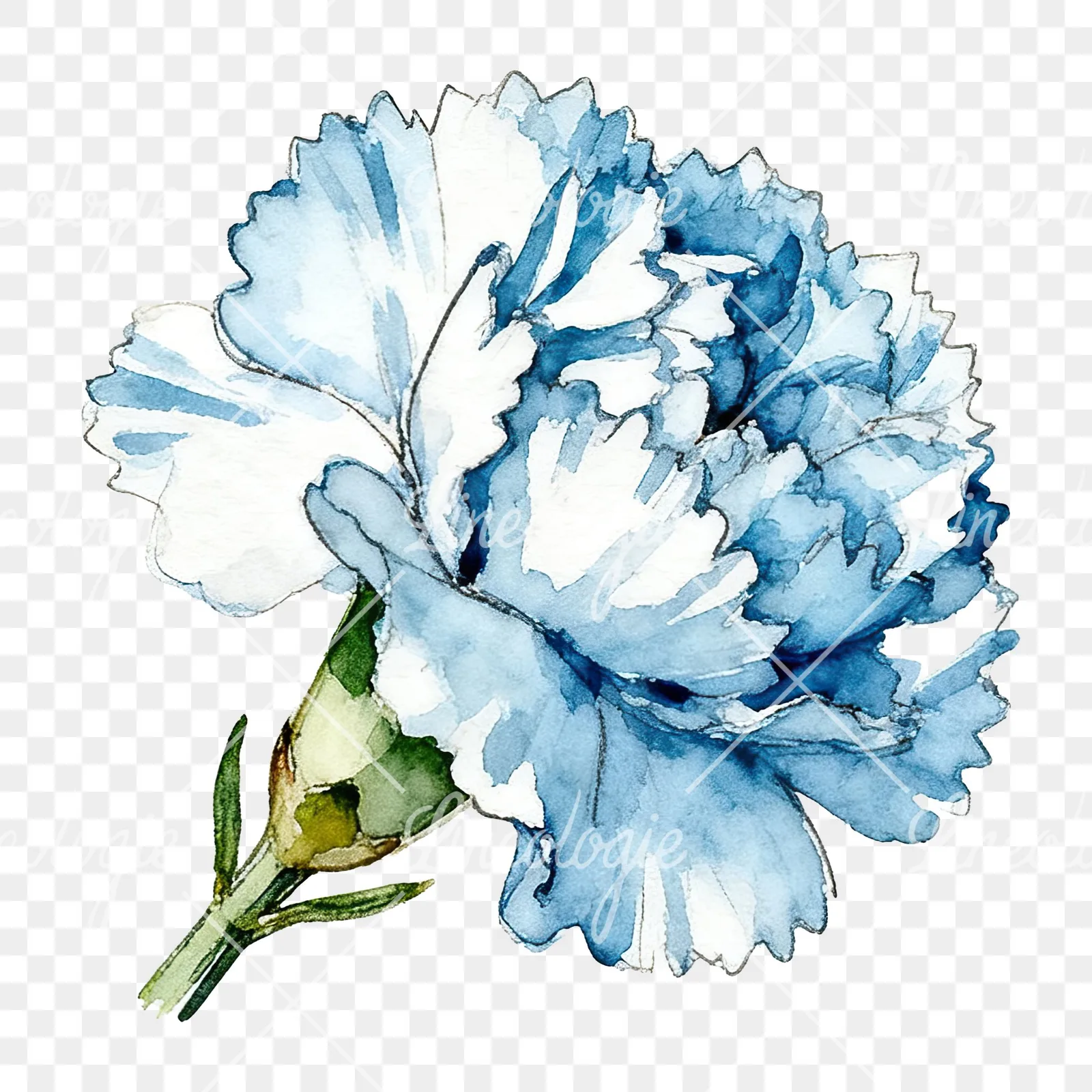 Watercolor blue carnation flower clipart 9 of 12 on a transparent background (PNG)