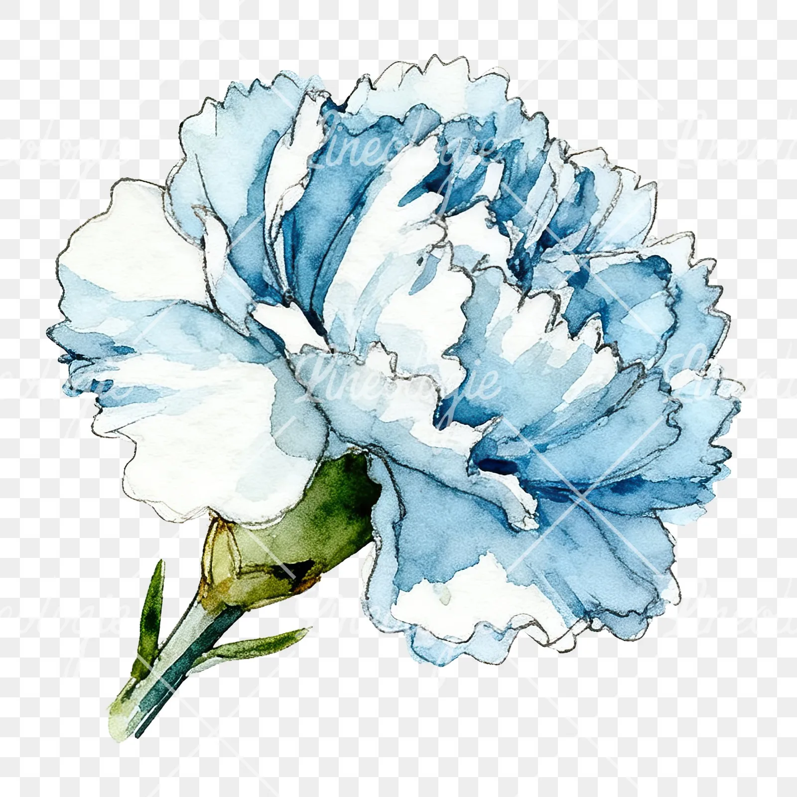 Watercolor blue carnation flower clipart 10 of 12 on a transparent background (PNG)