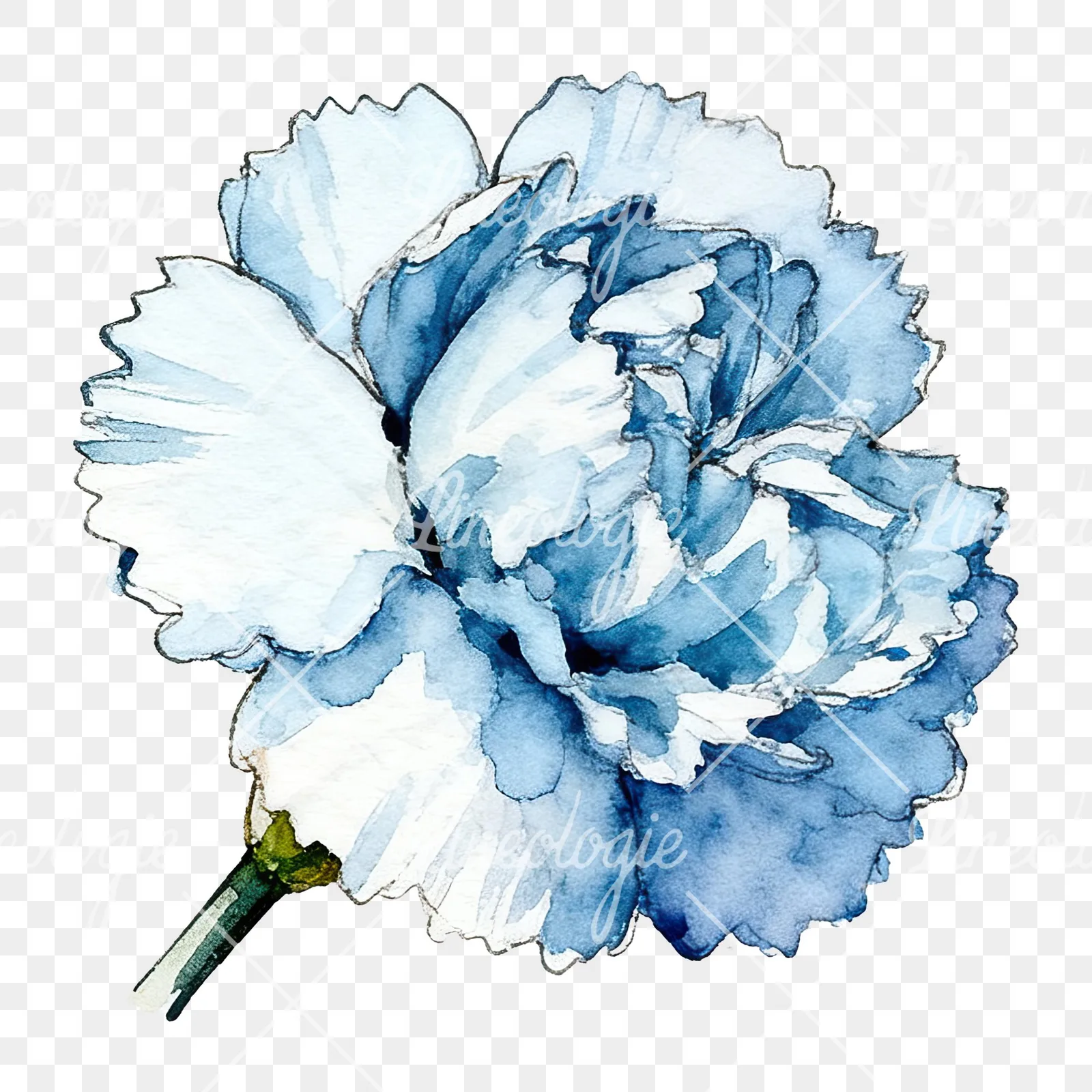 Watercolor blue carnation flower clipart 11 of 12 on a transparent background (PNG)