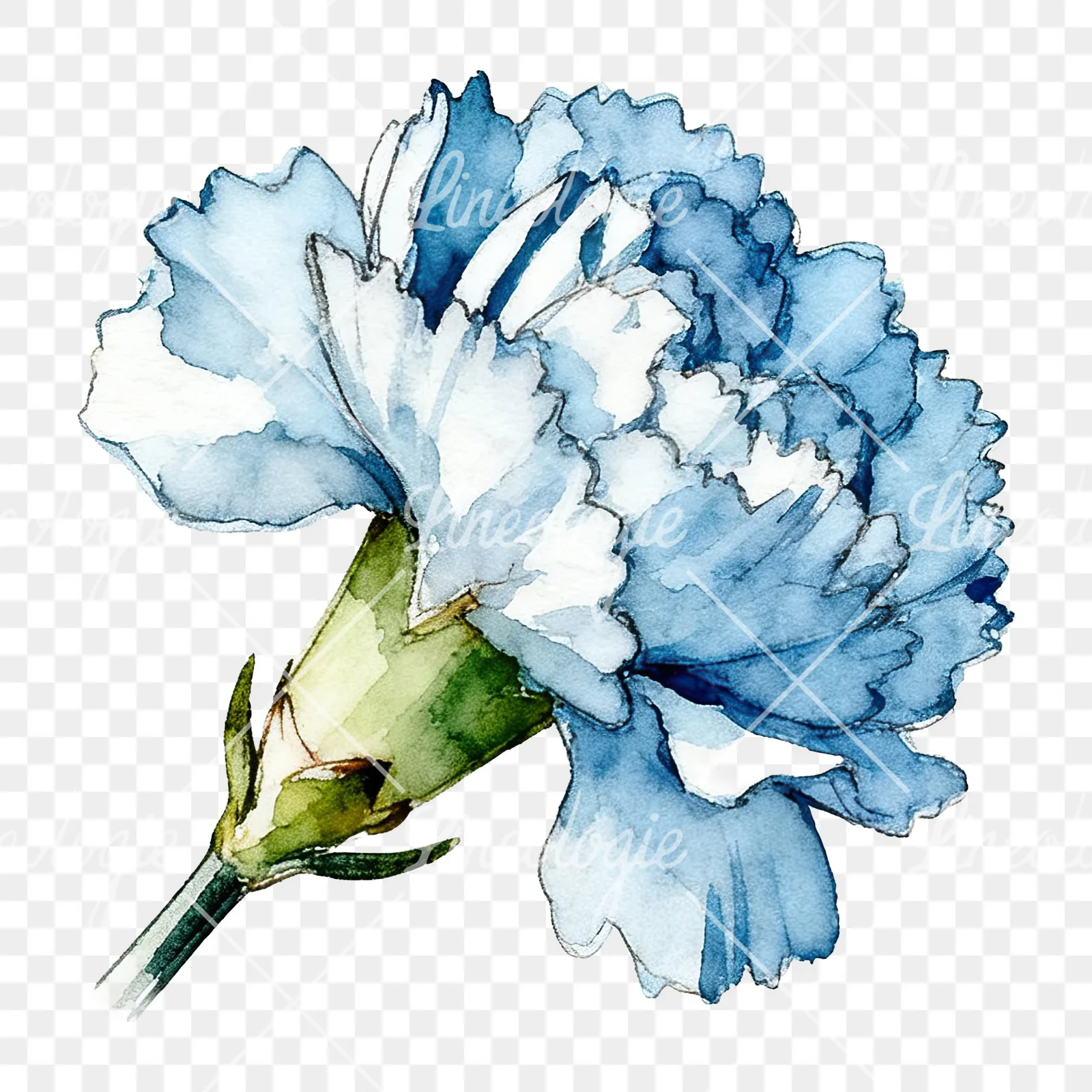 Watercolor blue carnation flower clipart 12 of 12 on a transparent background (PNG)