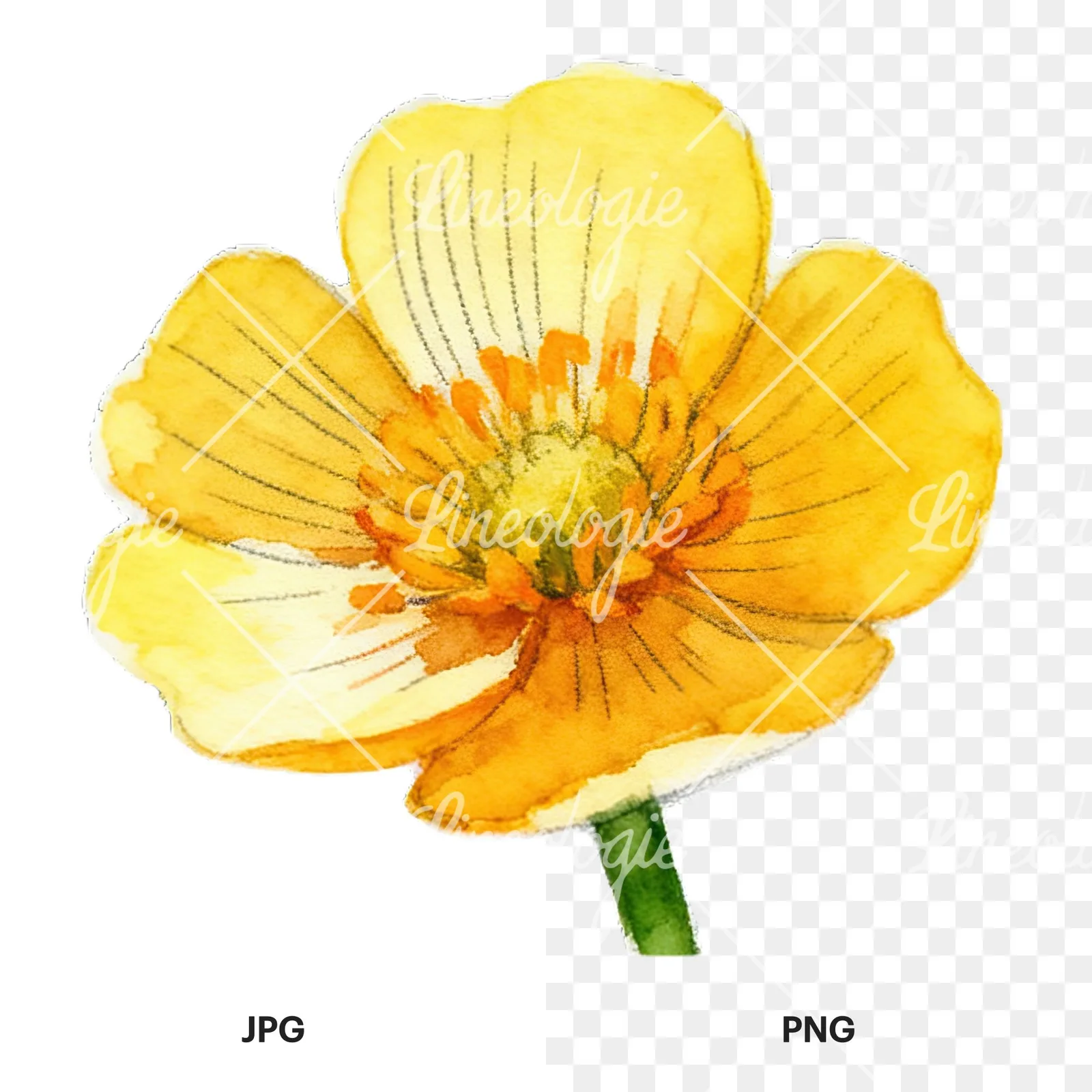 Watercolor buttercup flower clipart 1 of 12, as a JPG on white and a transparent PNG