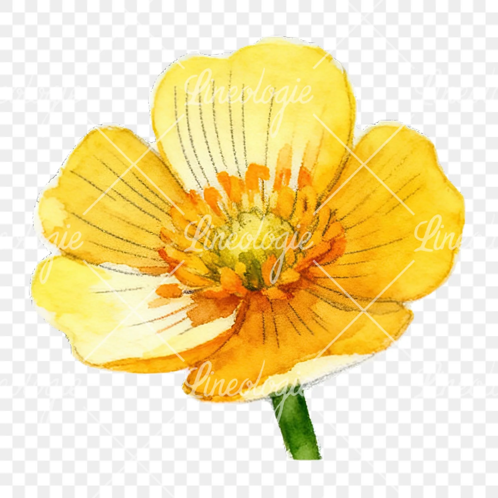 Watercolor buttercup flower clipart 1 of 12 on a transparent background (PNG)