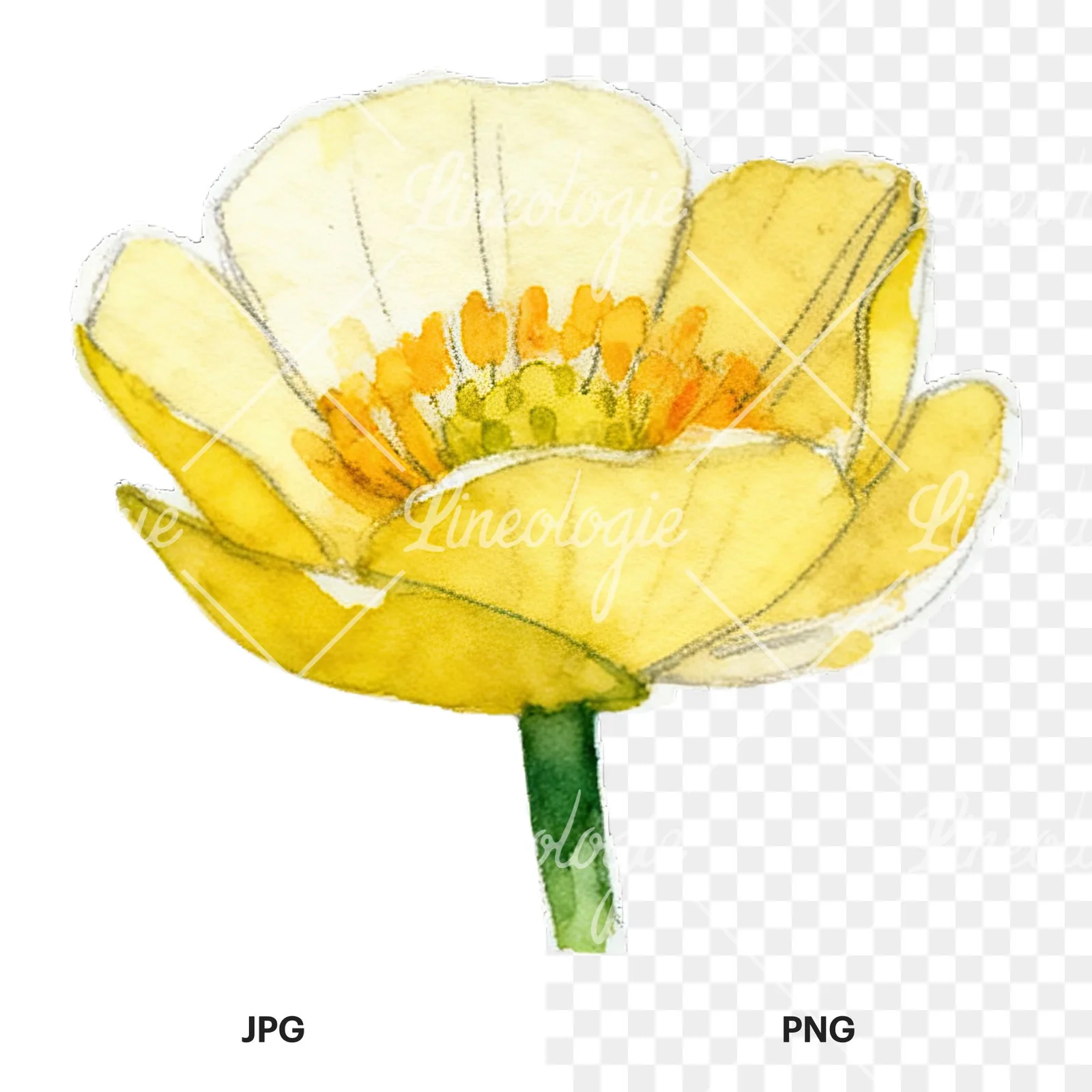 Watercolor buttercup flower clipart 2 of 12, as a JPG on white and a transparent PNG