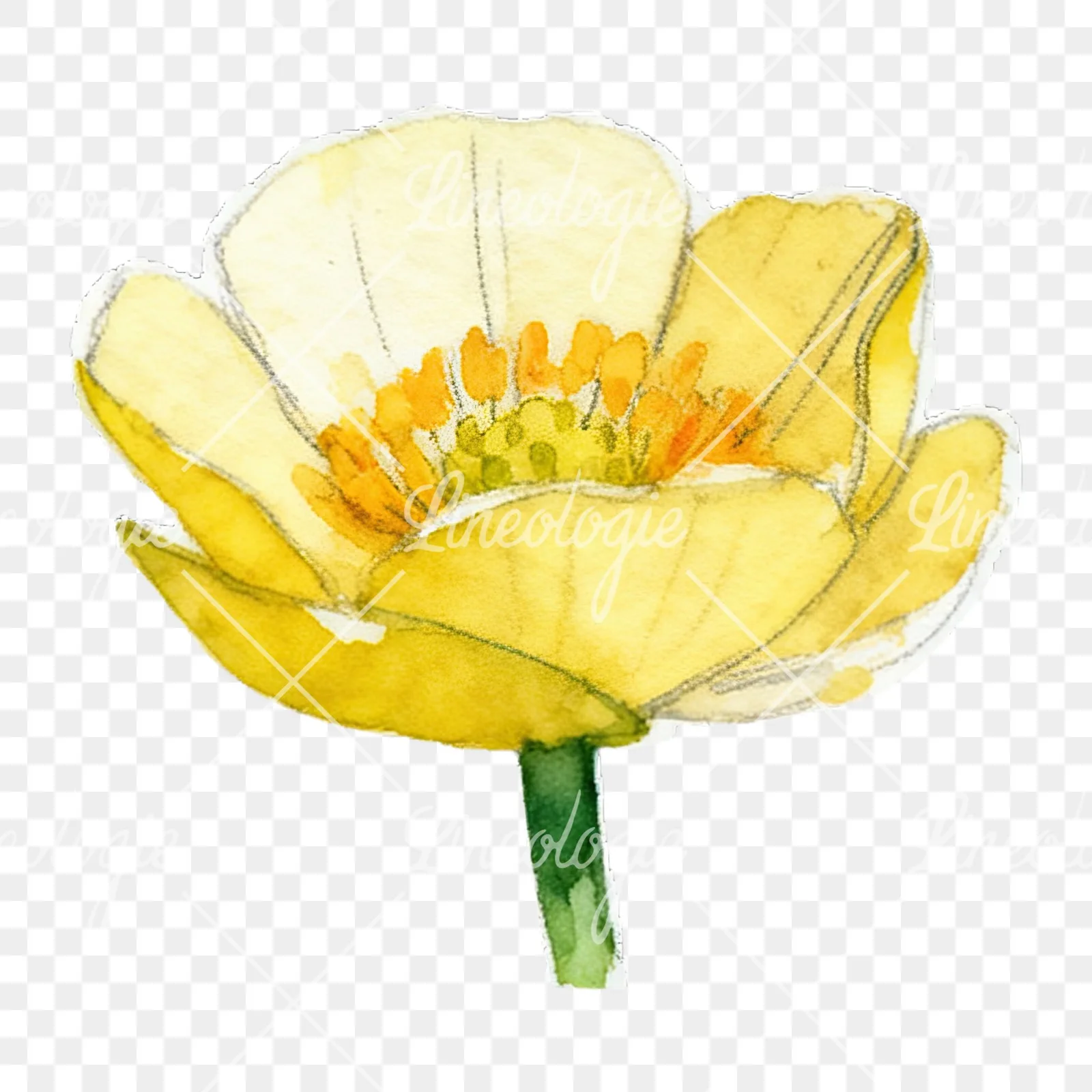 Watercolor buttercup flower clipart 2 of 12 on a transparent background (PNG)