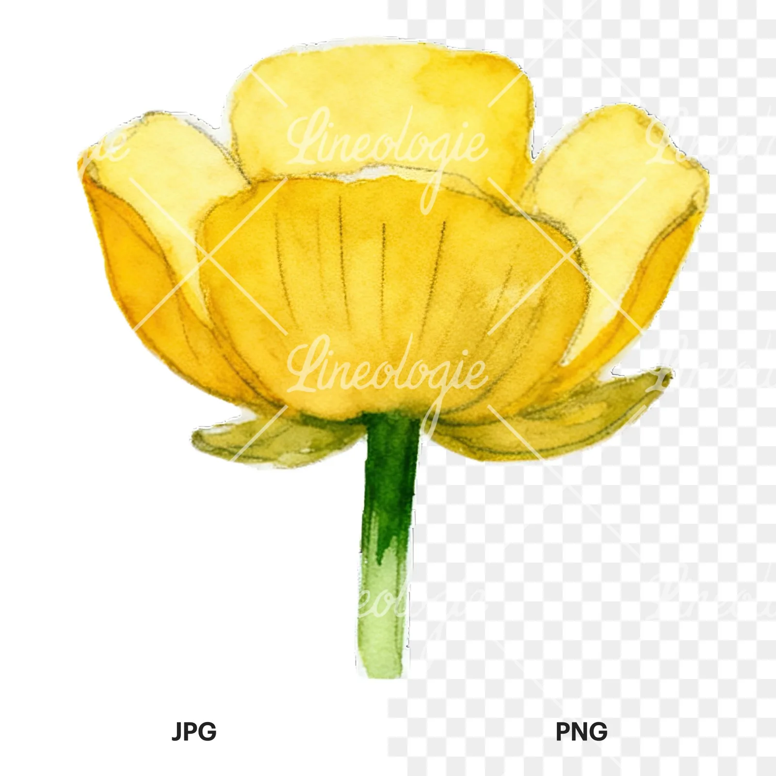 Watercolor buttercup flower clipart 3 of 12, as a JPG on white and a transparent PNG