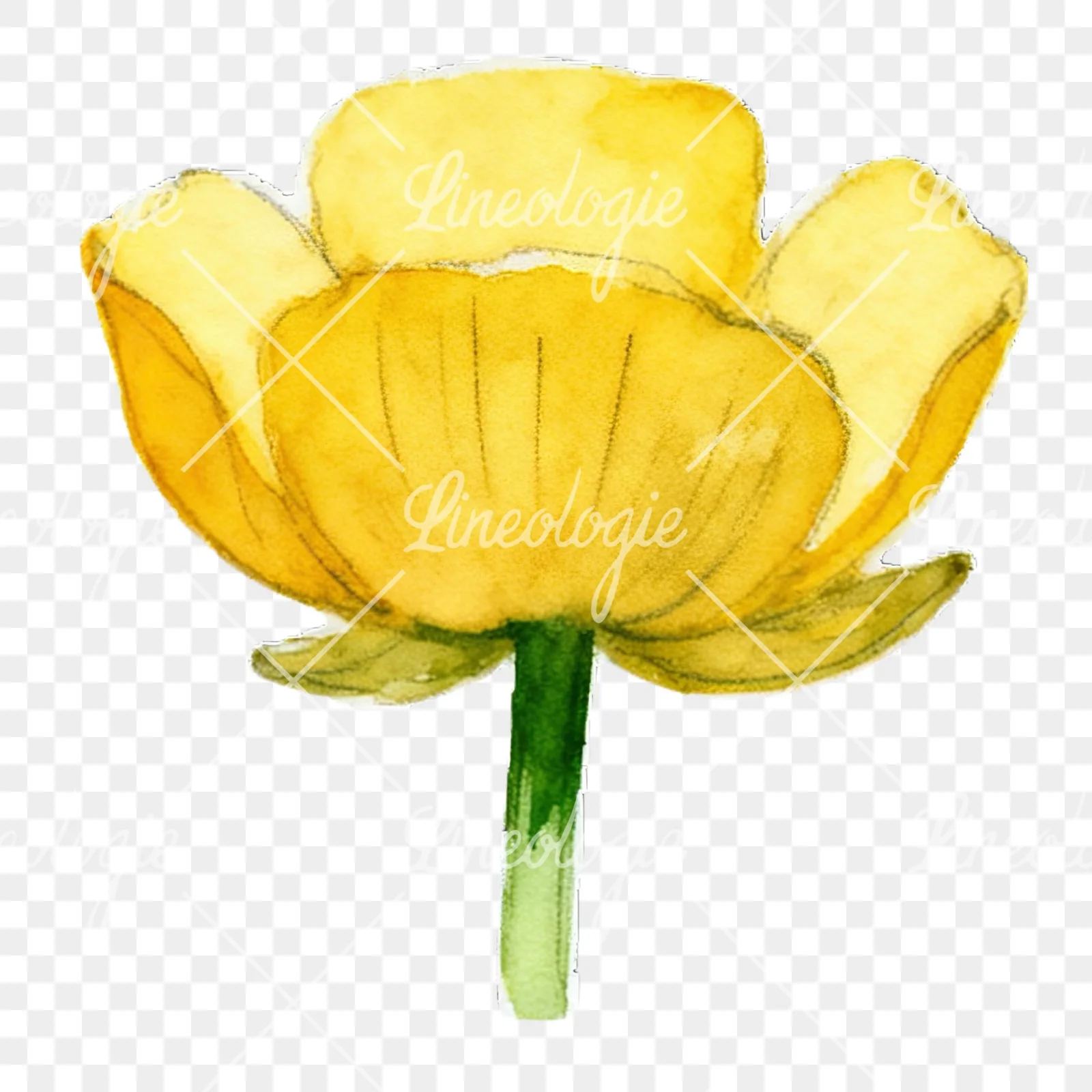 Watercolor buttercup flower clipart 3 of 12 on a transparent background (PNG)