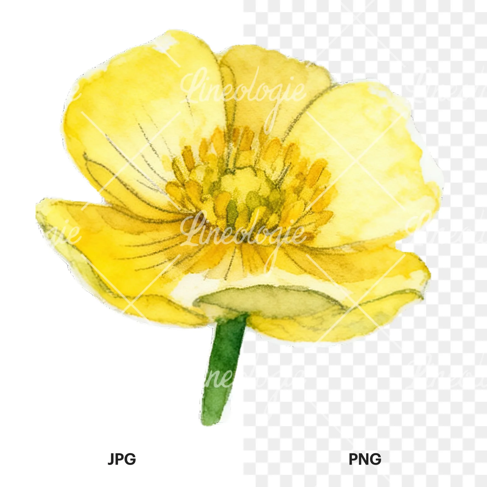 Watercolor buttercup flower clipart 4 of 12, as a JPG on white and a transparent PNG