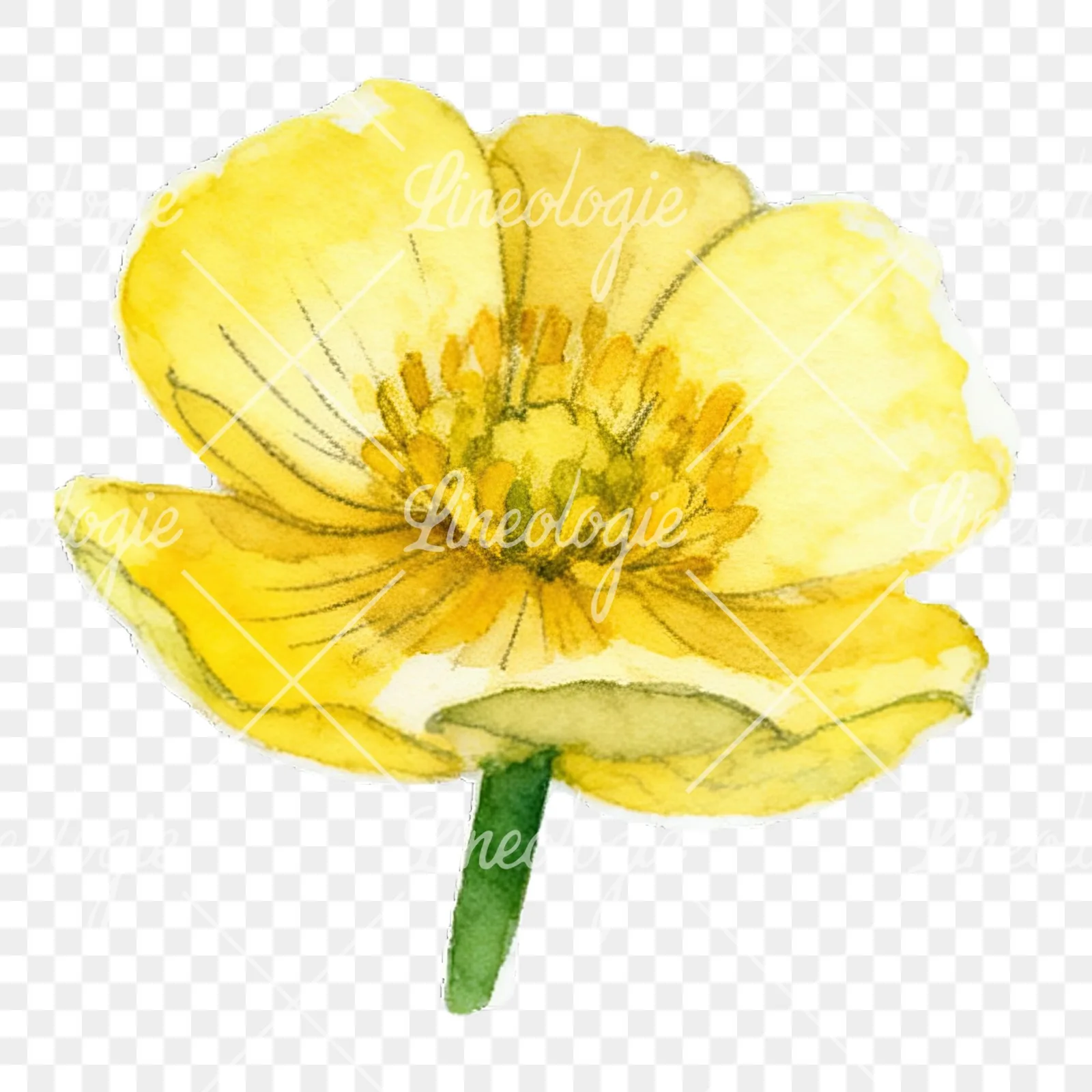Watercolor buttercup flower clipart 4 of 12 on a transparent background (PNG)