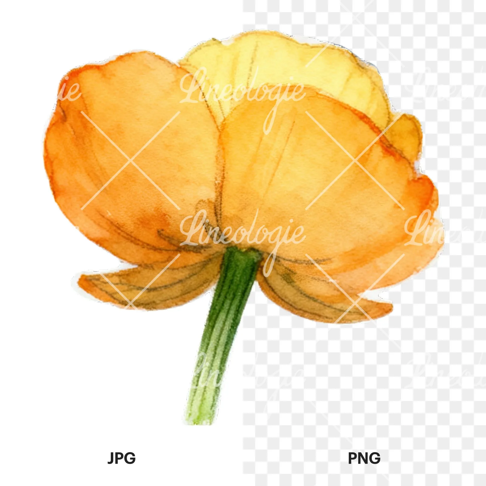 Watercolor buttercup flower clipart 5 of 12, as a JPG on white and a transparent PNG