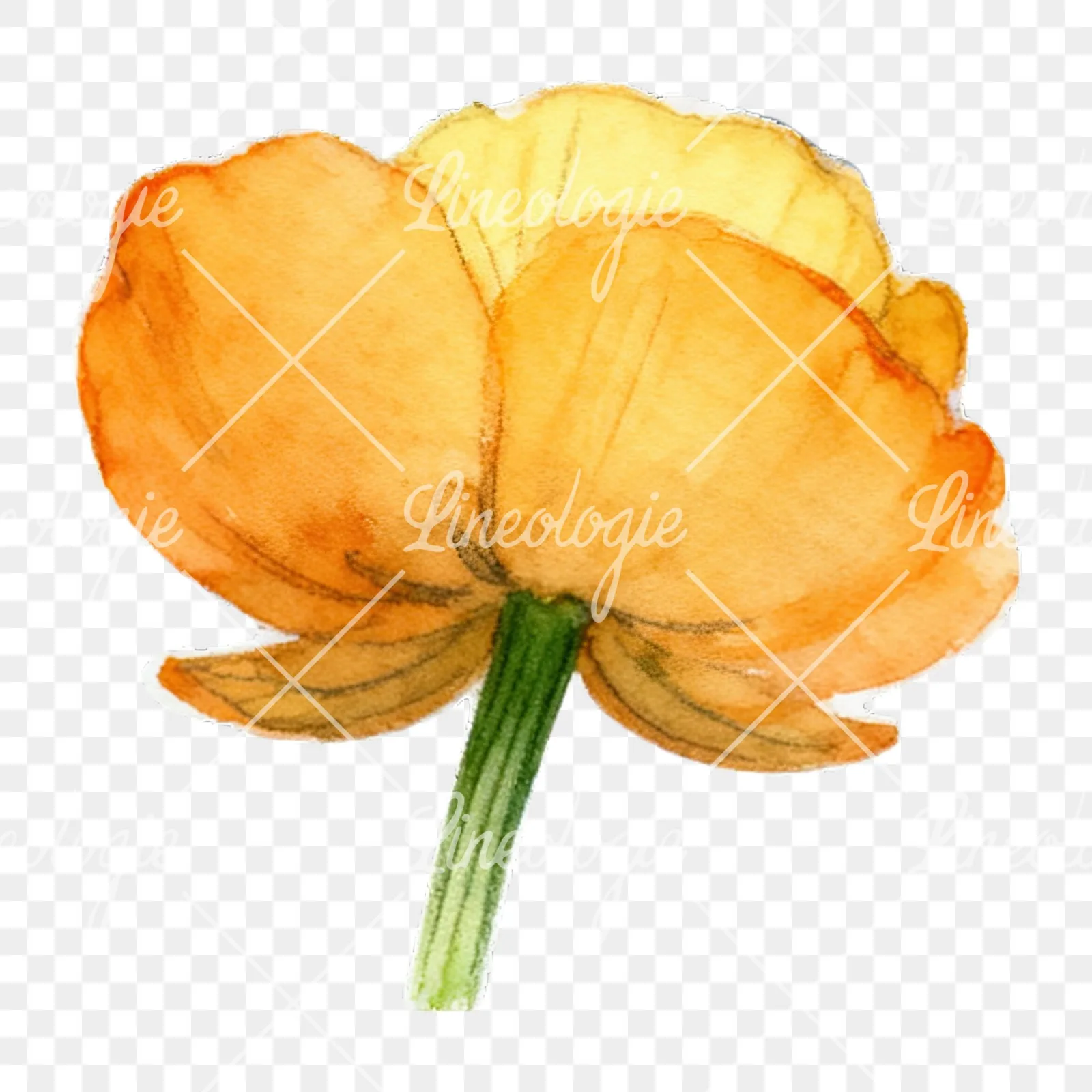 Watercolor buttercup flower clipart 5 of 12 on a transparent background (PNG)