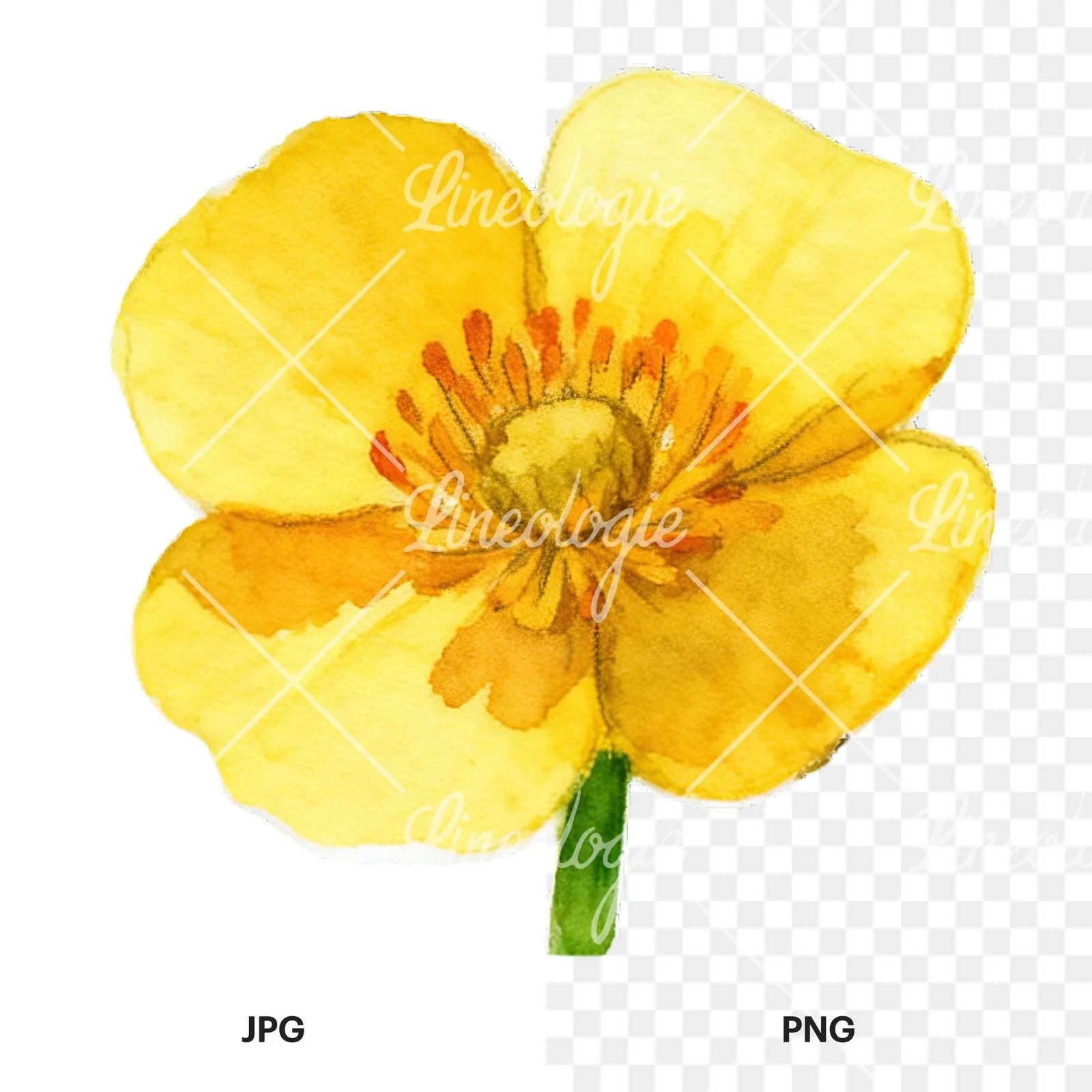 Watercolor buttercup flower clipart 6 of 12, as a JPG on white and a transparent PNG
