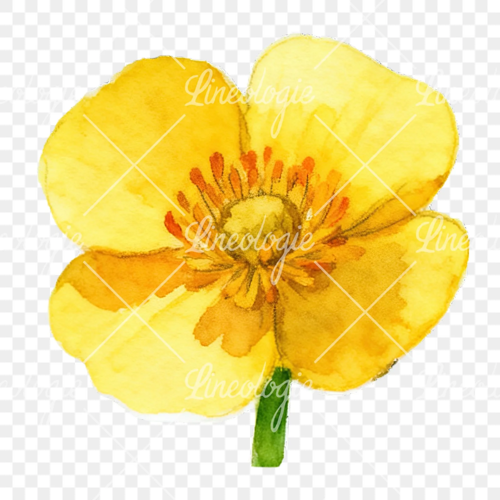 Watercolor buttercup flower clipart 6 of 12 on a transparent background (PNG)