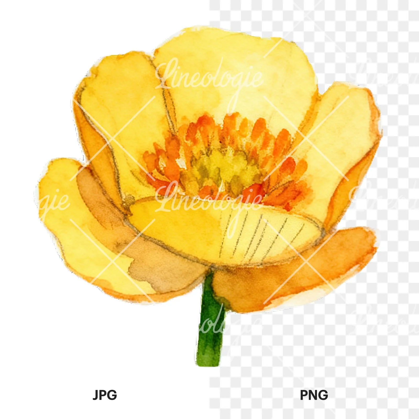 Watercolor buttercup flower clipart 7 of 12, as a JPG on white and a transparent PNG