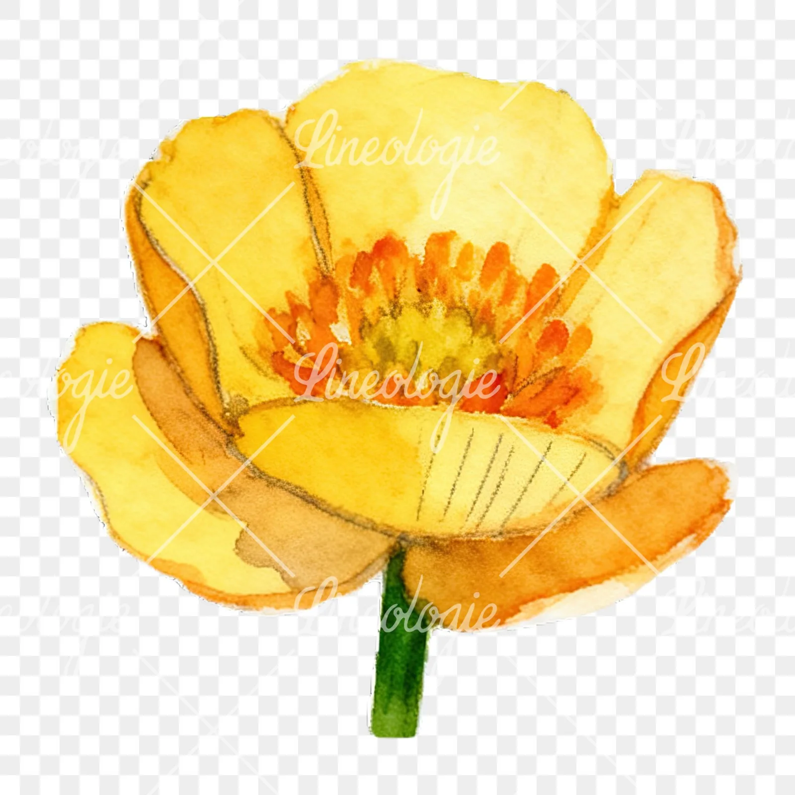 Watercolor buttercup flower clipart 7 of 12 on a transparent background (PNG)