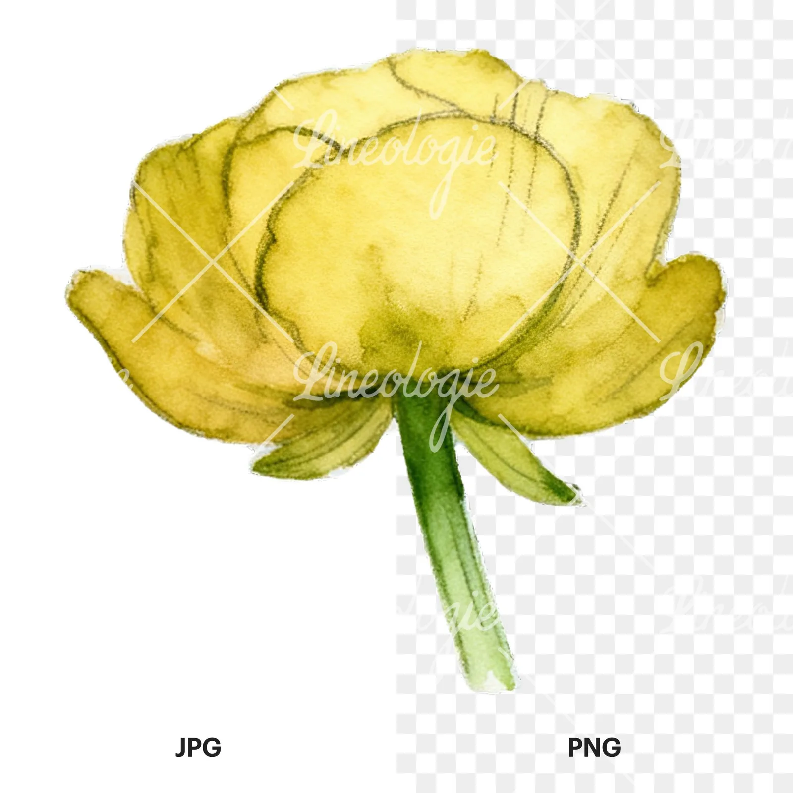 Watercolor buttercup flower clipart 8 of 12, as a JPG on white and a transparent PNG