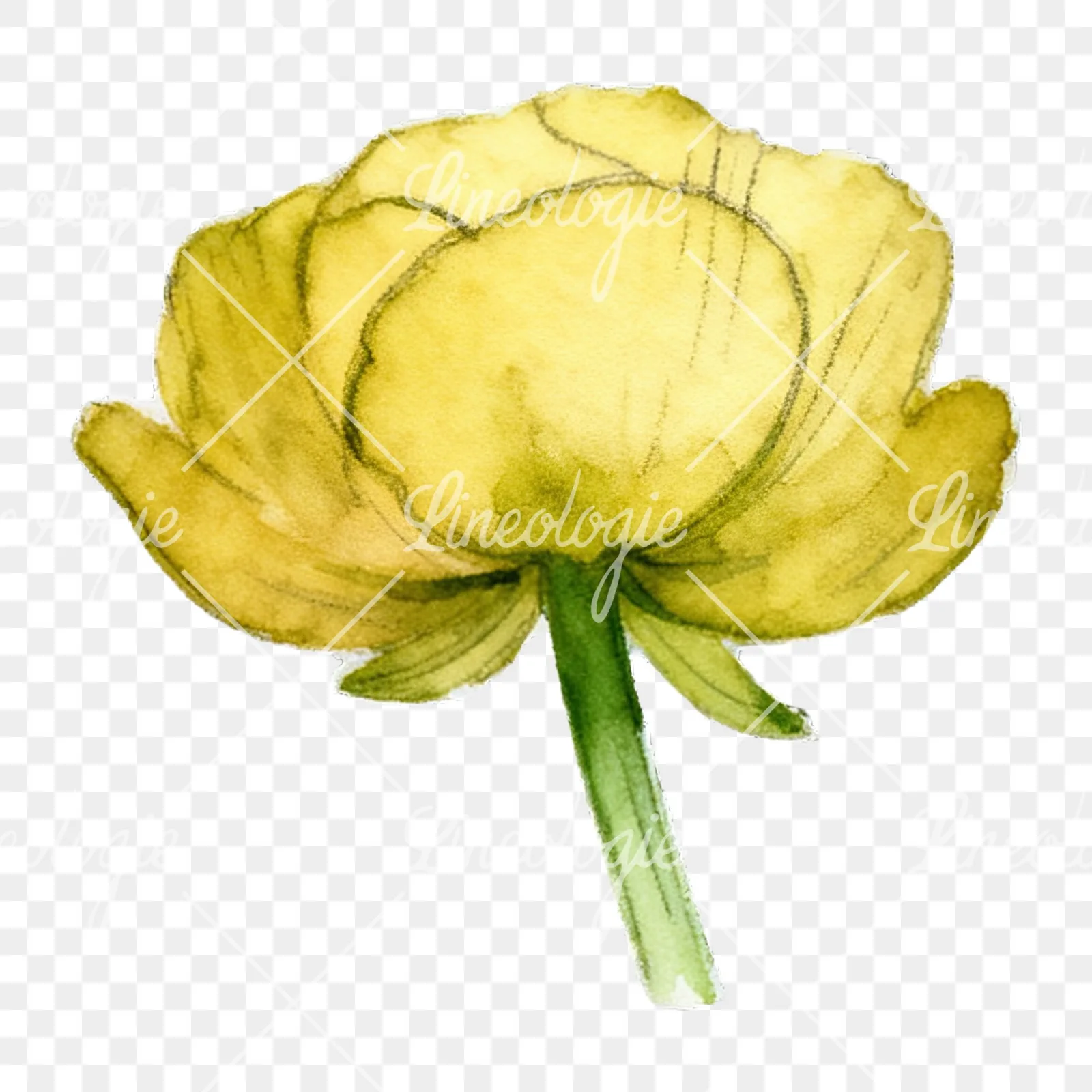Watercolor buttercup flower clipart 8 of 12 on a transparent background (PNG)