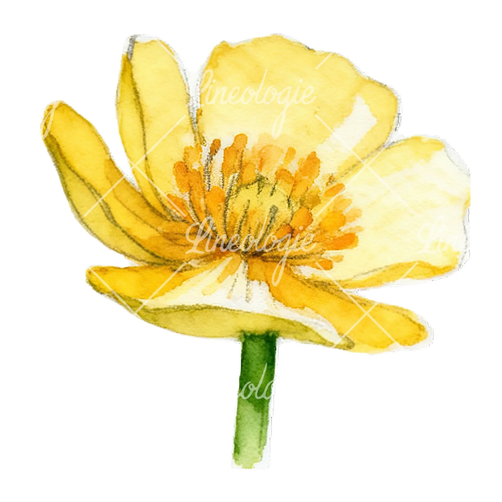Watercolor buttercup flower clipart 9 of 12 on a white background (JPG)