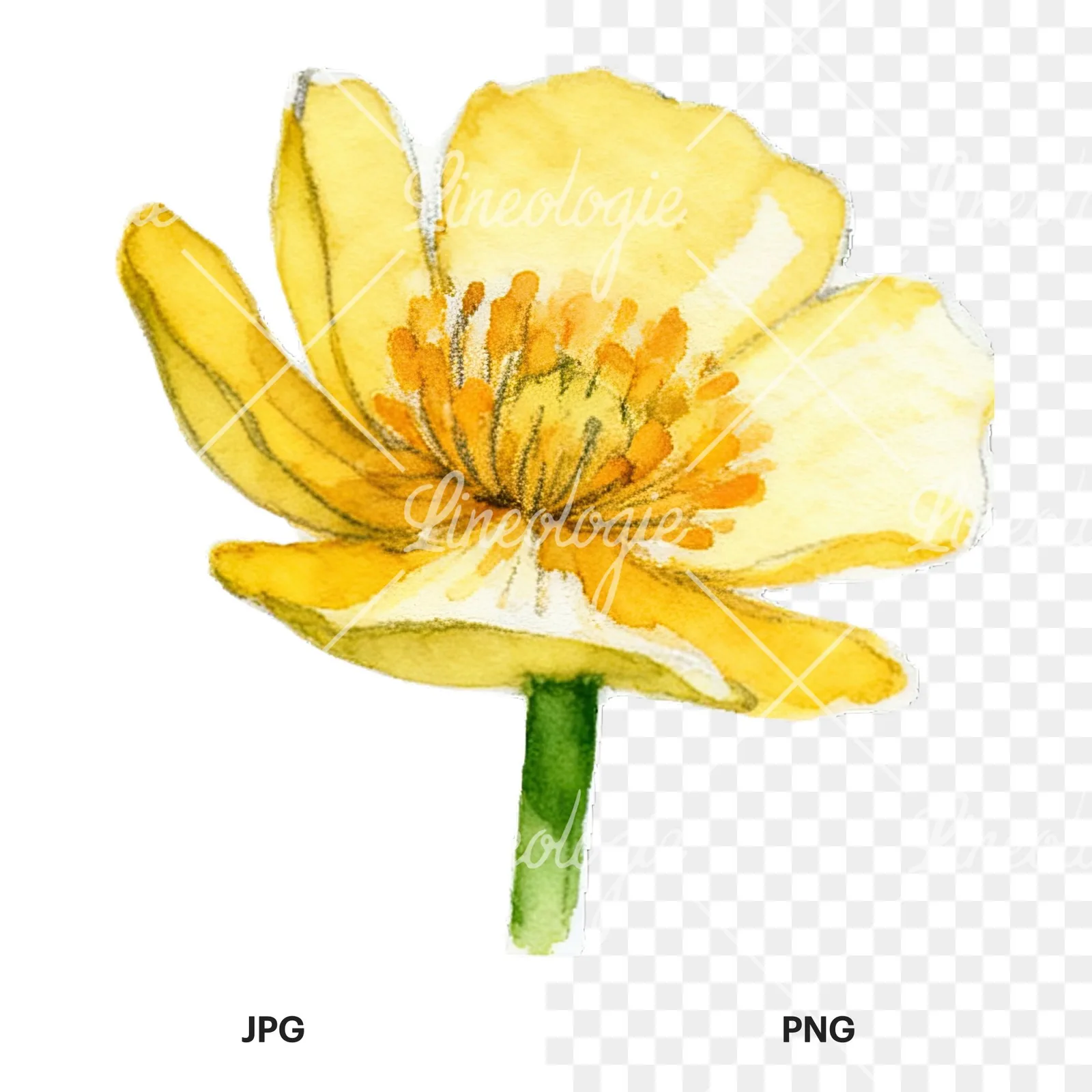 Watercolor buttercup flower clipart 9 of 12, as a JPG on white and a transparent PNG