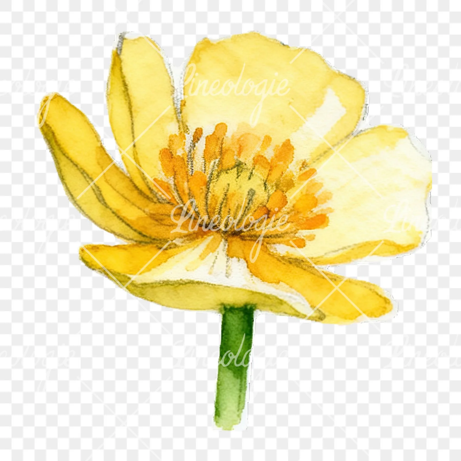 Watercolor buttercup flower clipart 9 of 12 on a transparent background (PNG)