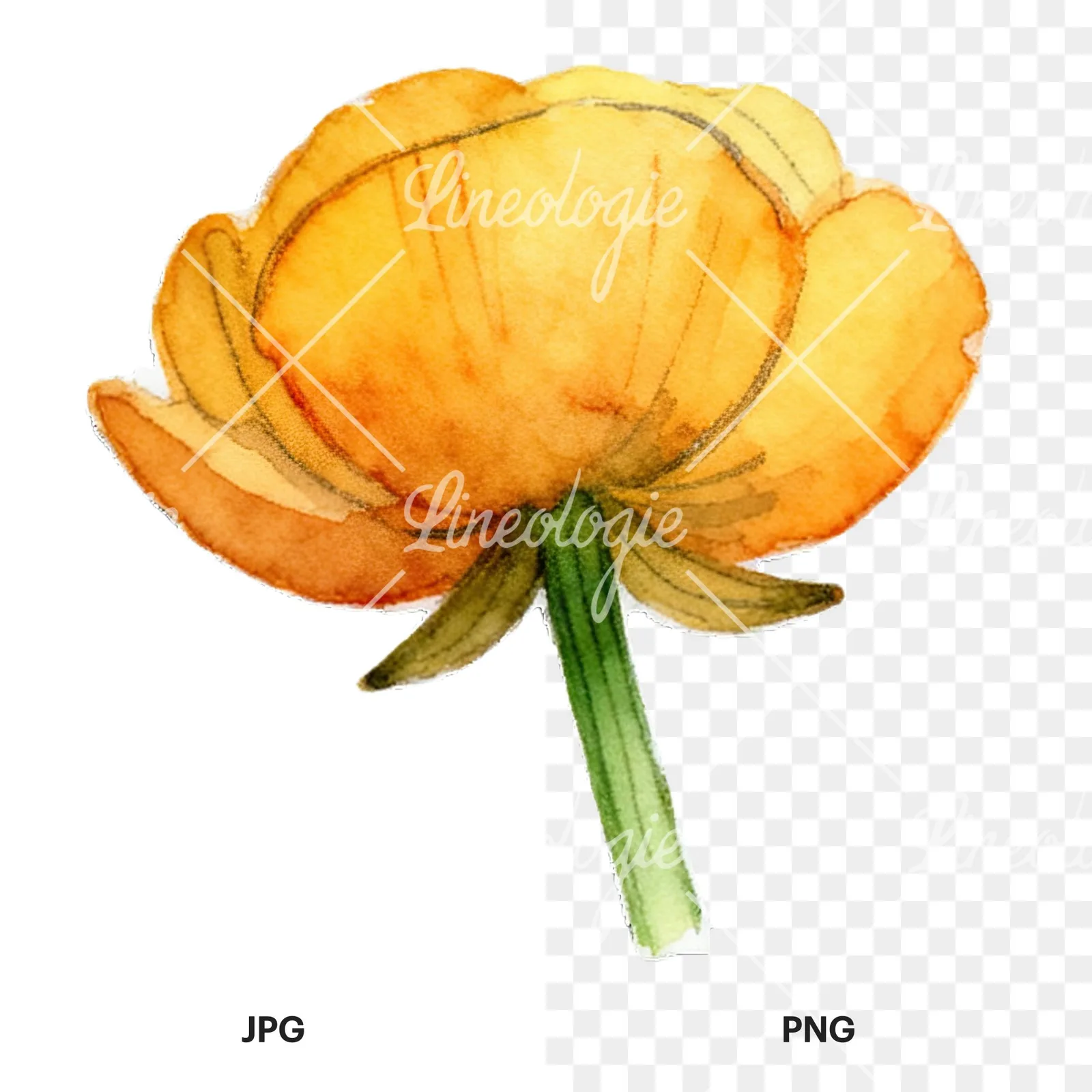 Watercolor buttercup flower clipart 10 of 12, as a JPG on white and a transparent PNG