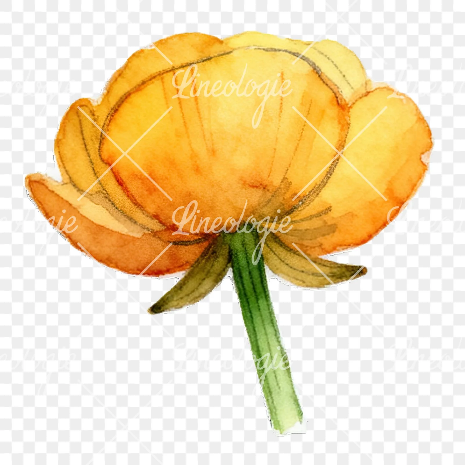Watercolor buttercup flower clipart 10 of 12 on a transparent background (PNG)