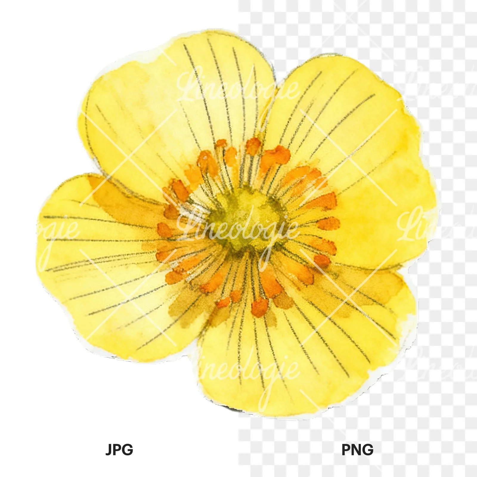 Watercolor buttercup flower clipart 11 of 12, as a JPG on white and a transparent PNG