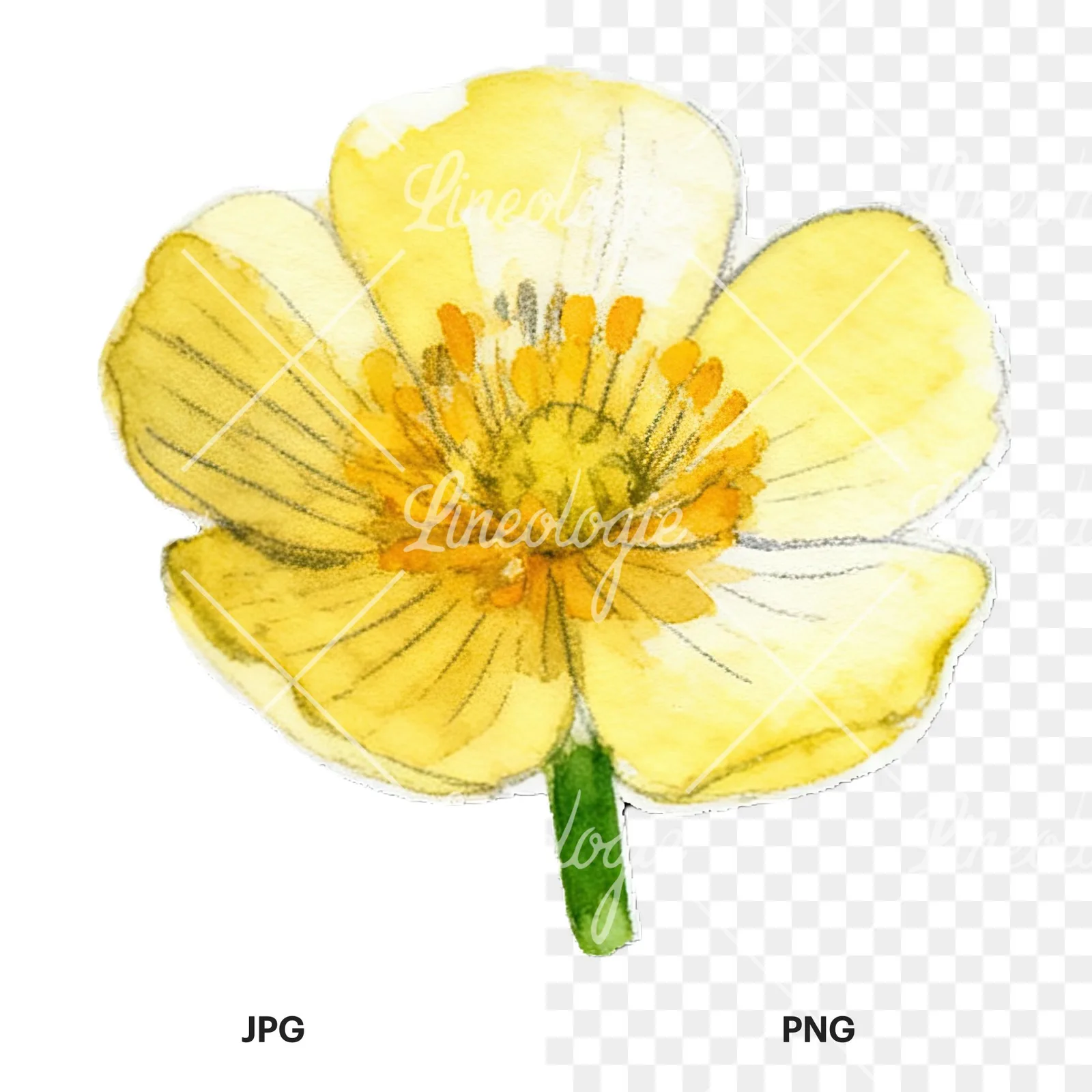 Watercolor buttercup flower clipart 12 of 12, as a JPG on white and a transparent PNG