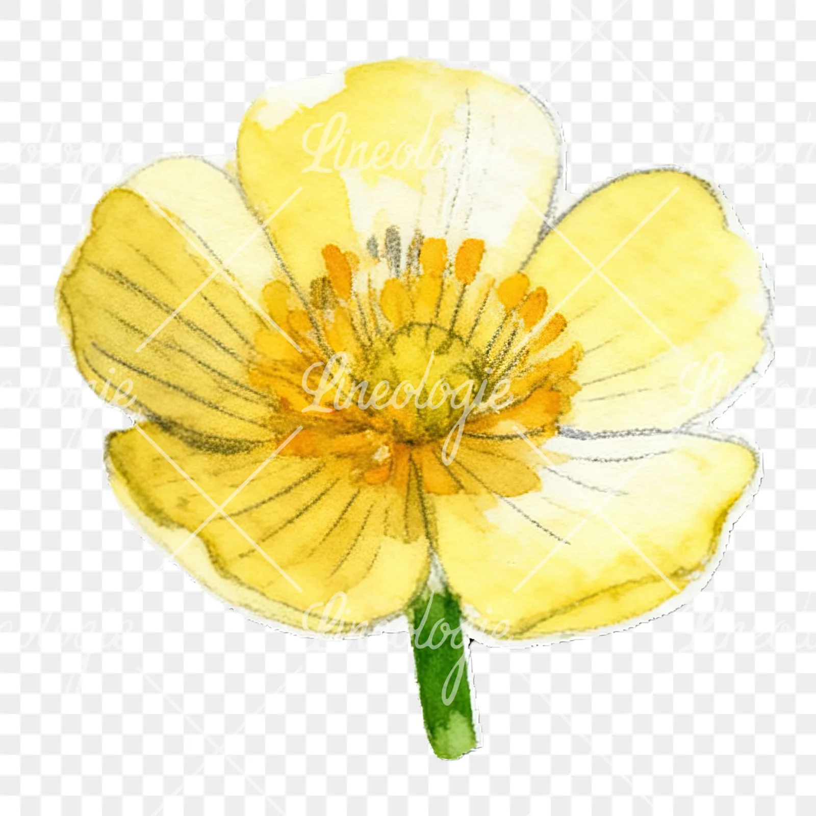 Watercolor buttercup flower clipart 12 of 12 on a transparent background (PNG)