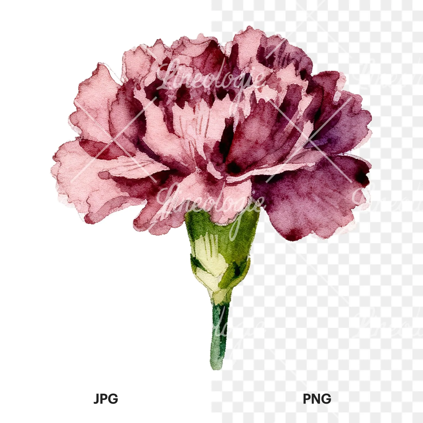 Watercolor multicolor carnation flower clipart 9 of 12, as a JPG on white and a transparent PNG