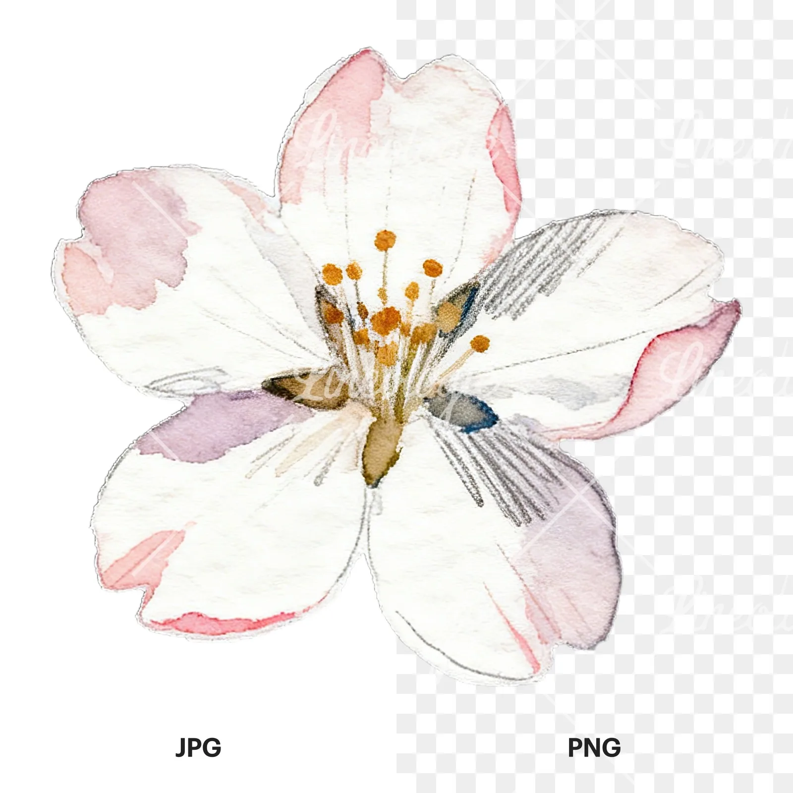 Watercolor purple pink white cherry blossoms clipart 1 of 12, as a JPG on white and a transparent PNG