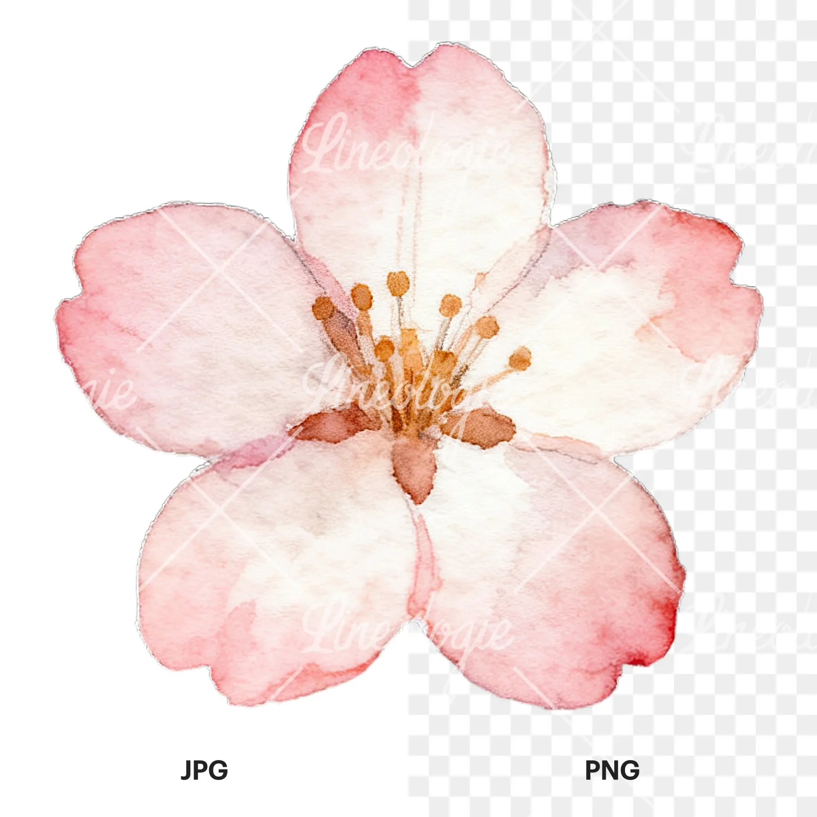 Watercolor purple pink white cherry blossoms clipart 2 of 12, as a JPG on white and a transparent PNG