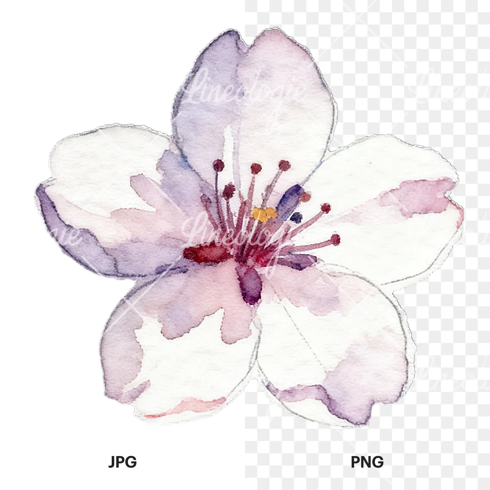 Watercolor purple pink white cherry blossoms clipart 3 of 12, as a JPG on white and a transparent PNG