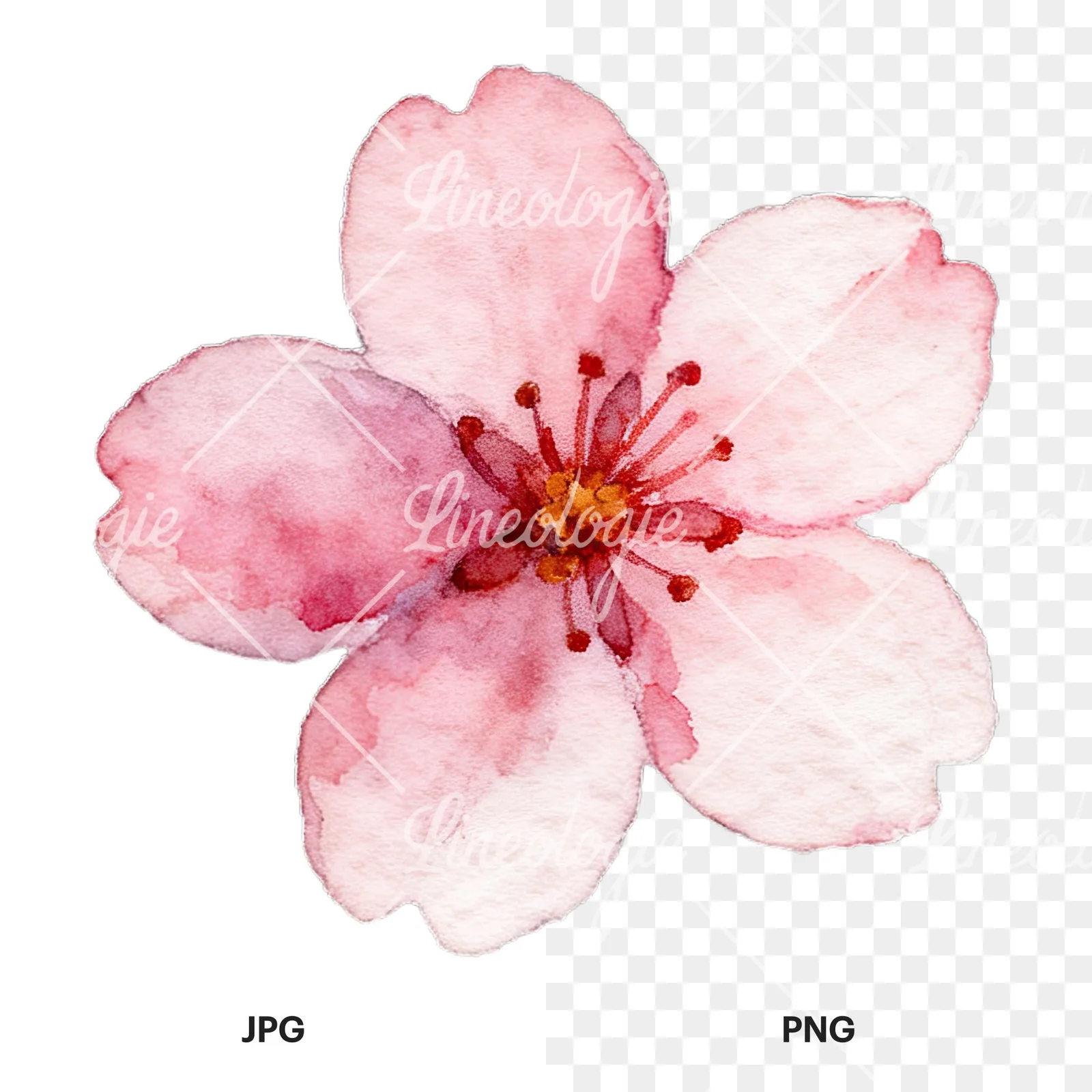 Watercolor purple pink white cherry blossoms clipart 5 of 12, as a JPG on white and a transparent PNG
