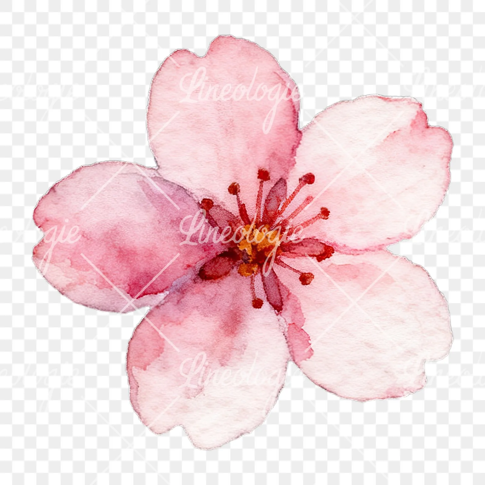 Watercolor purple pink white cherry blossoms clipart 5 of 12 on a transparent background (PNG)