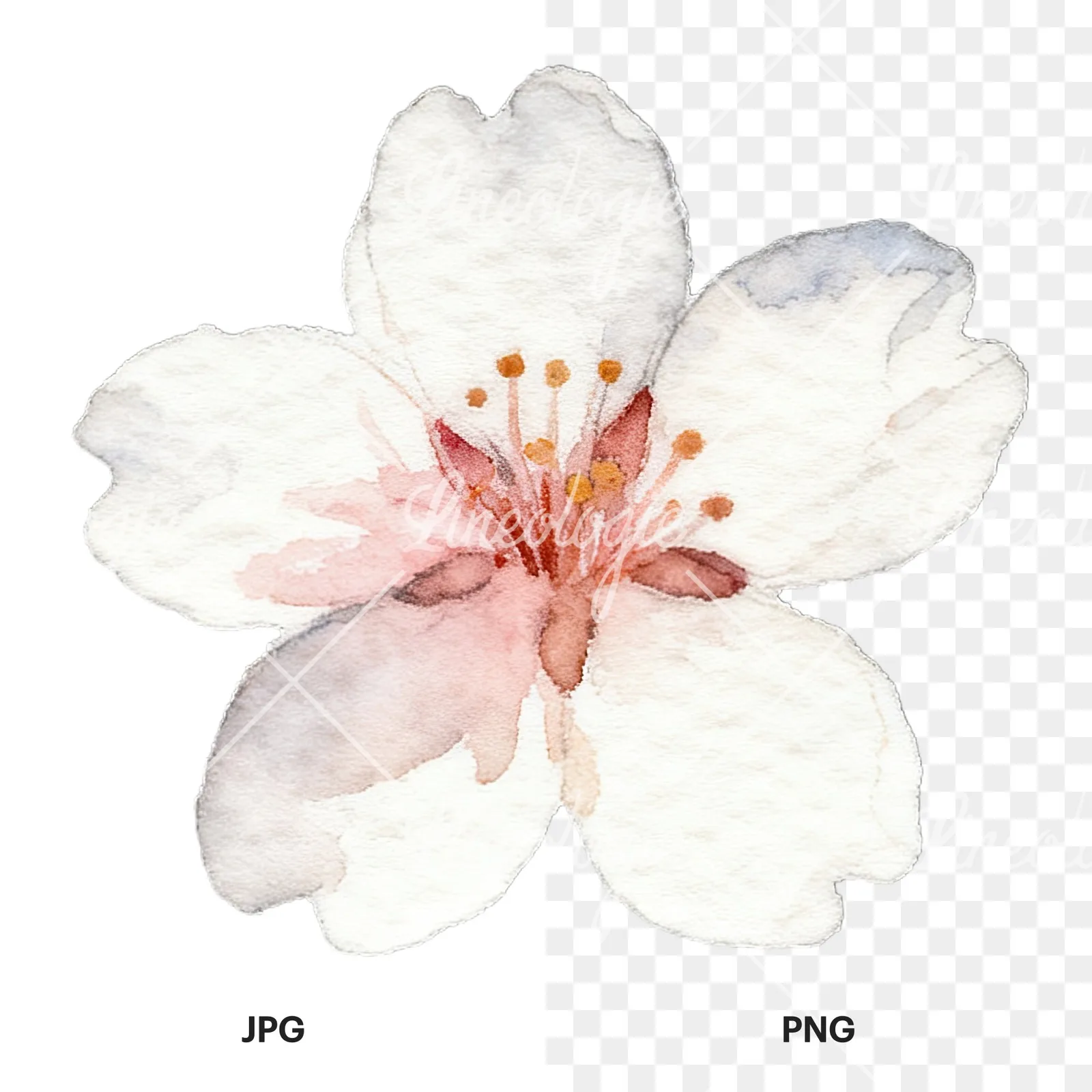 Watercolor purple pink white cherry blossoms clipart 6 of 12, as a JPG on white and a transparent PNG