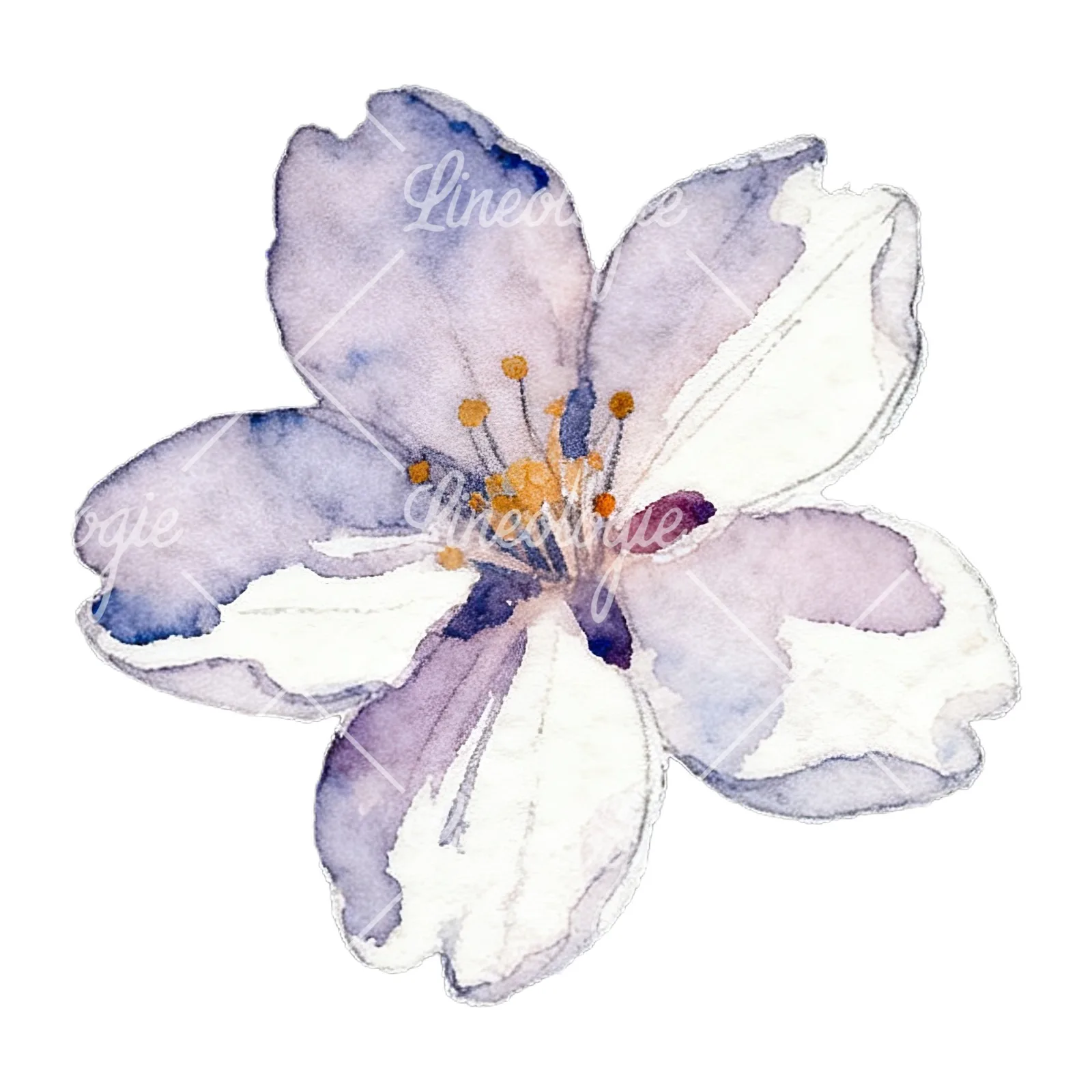 Watercolor purple pink white cherry blossoms clipart 8 of 12 on a white background (JPG)