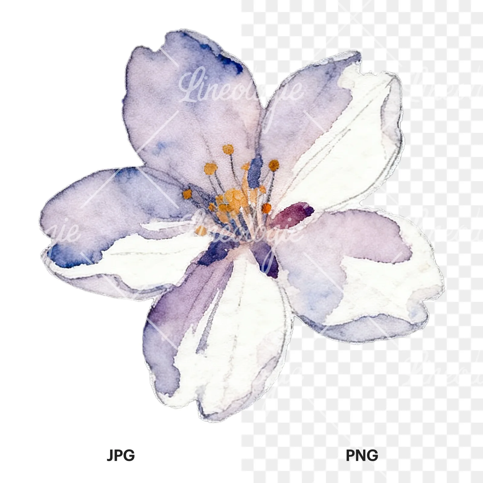 Watercolor purple pink white cherry blossoms clipart 8 of 12, as a JPG on white and a transparent PNG