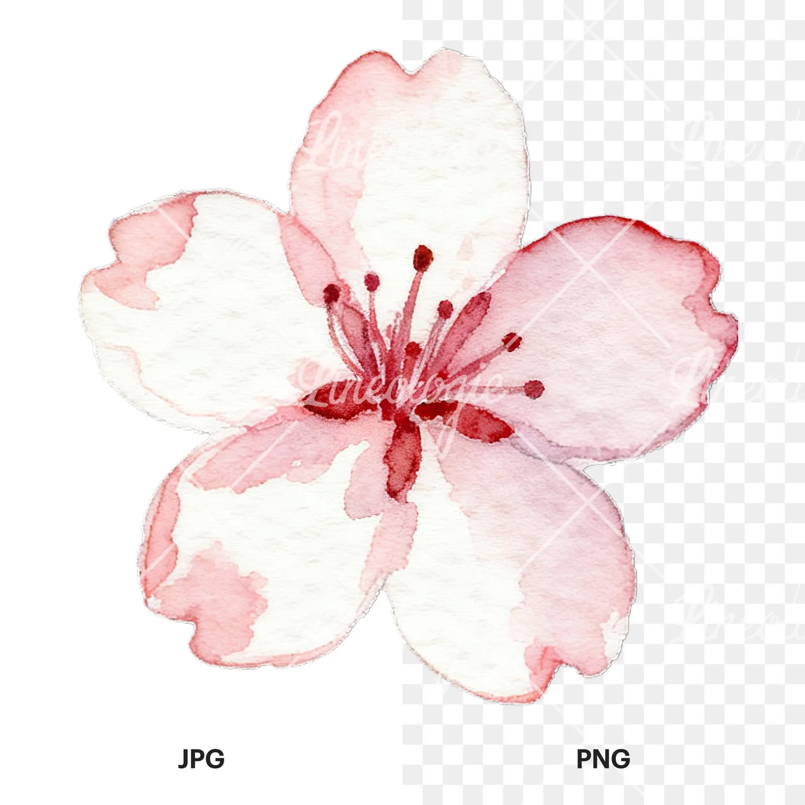 Watercolor purple pink white cherry blossoms clipart 9 of 12, as a JPG on white and a transparent PNG