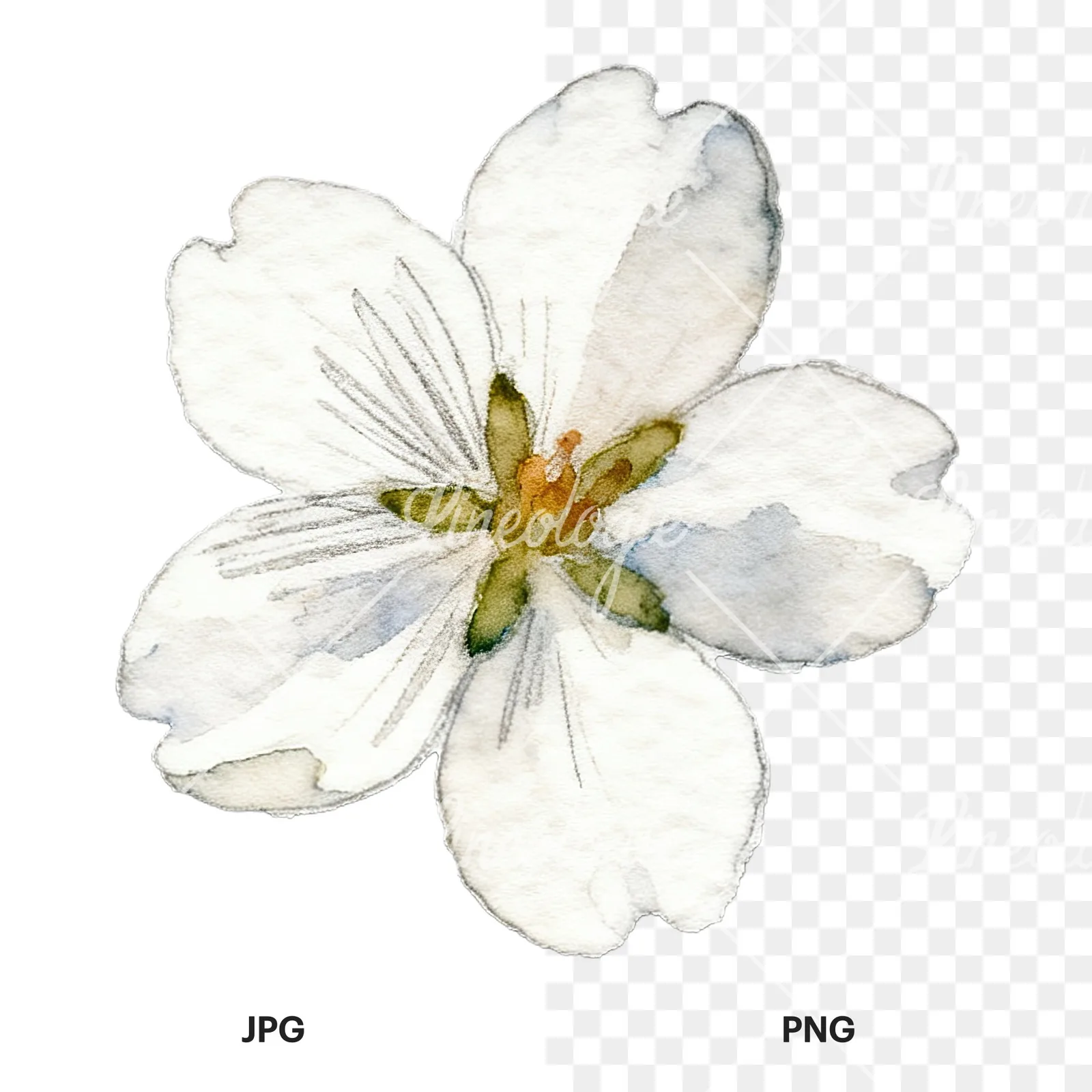 Watercolor purple pink white cherry blossoms clipart 11 of 12, as a JPG on white and a transparent PNG