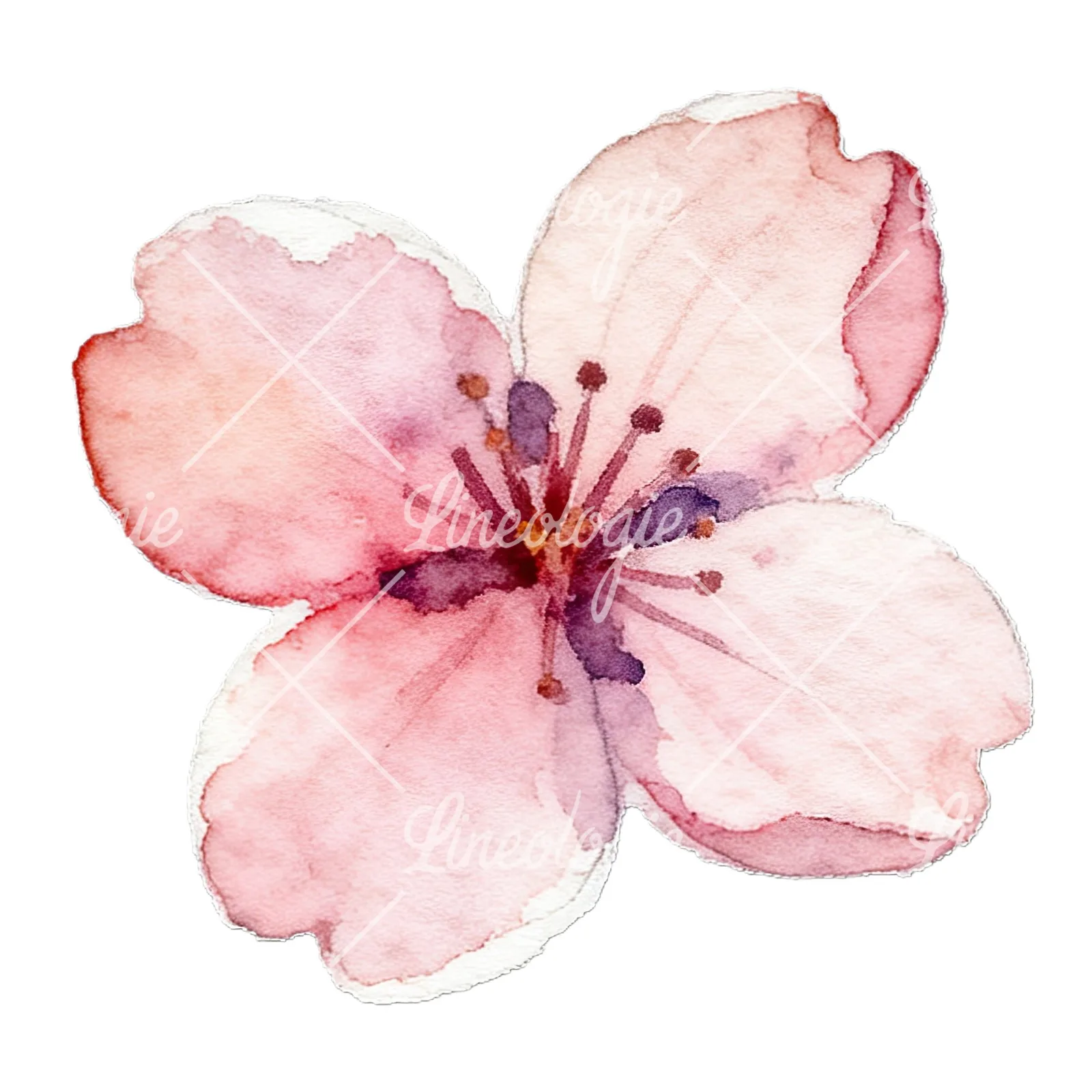 Watercolor purple pink white cherry blossoms clipart 12 of 12 on a white background (JPG)