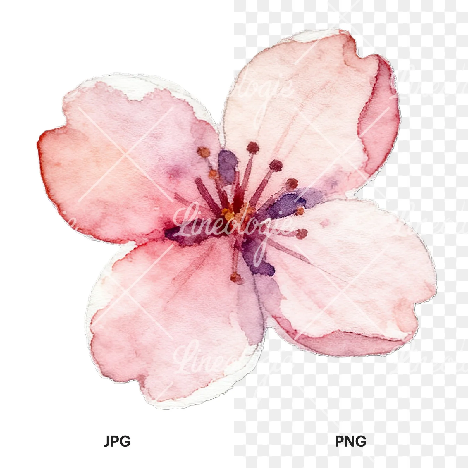 Watercolor purple pink white cherry blossoms clipart 12 of 12, as a JPG on white and a transparent PNG