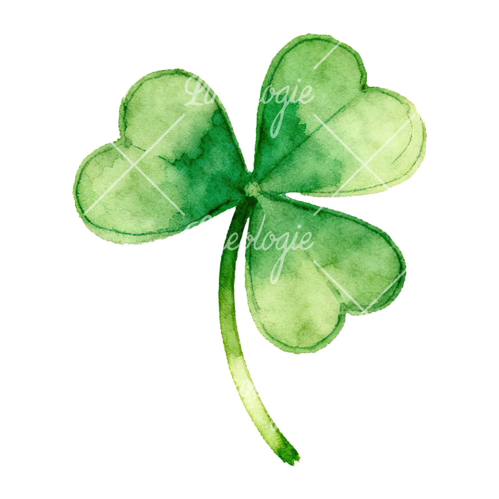 Watercolor textured clover flower clipart 5 of 12 on a white background (JPG)