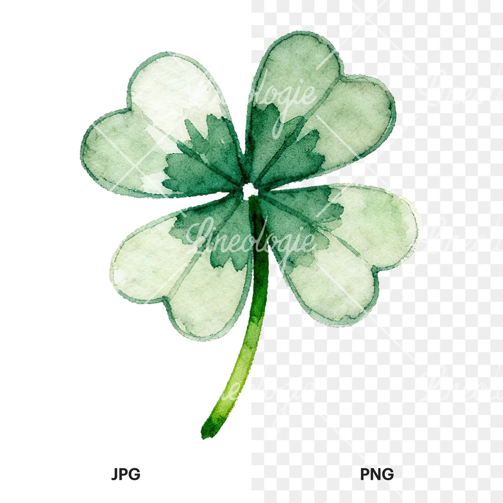 Watercolor textured clover flower clipart 9 of 12, as a JPG on white and a transparent PNG