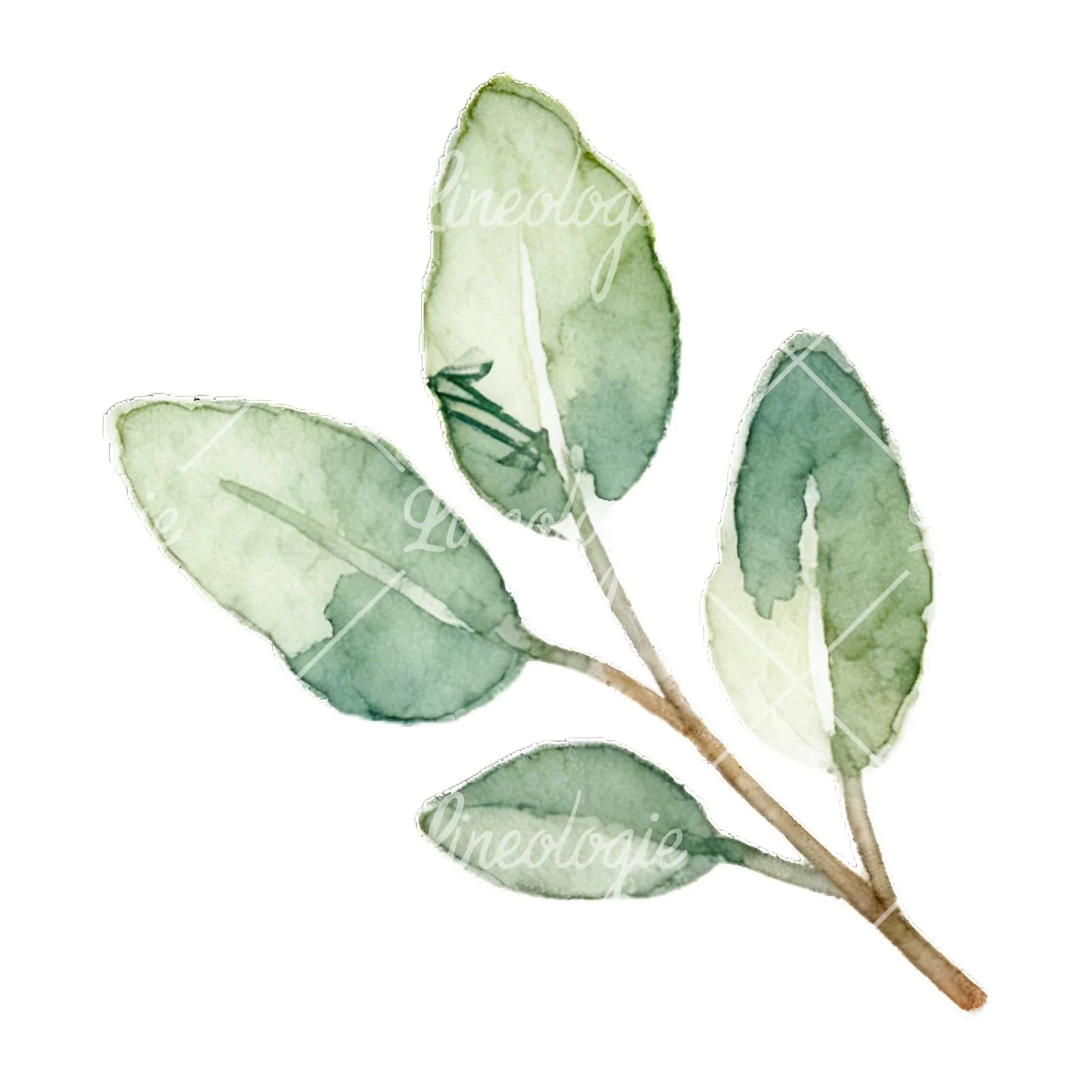 Watercolor light green laurel leaves branch clipart 1 of 12 on a white background (JPG)