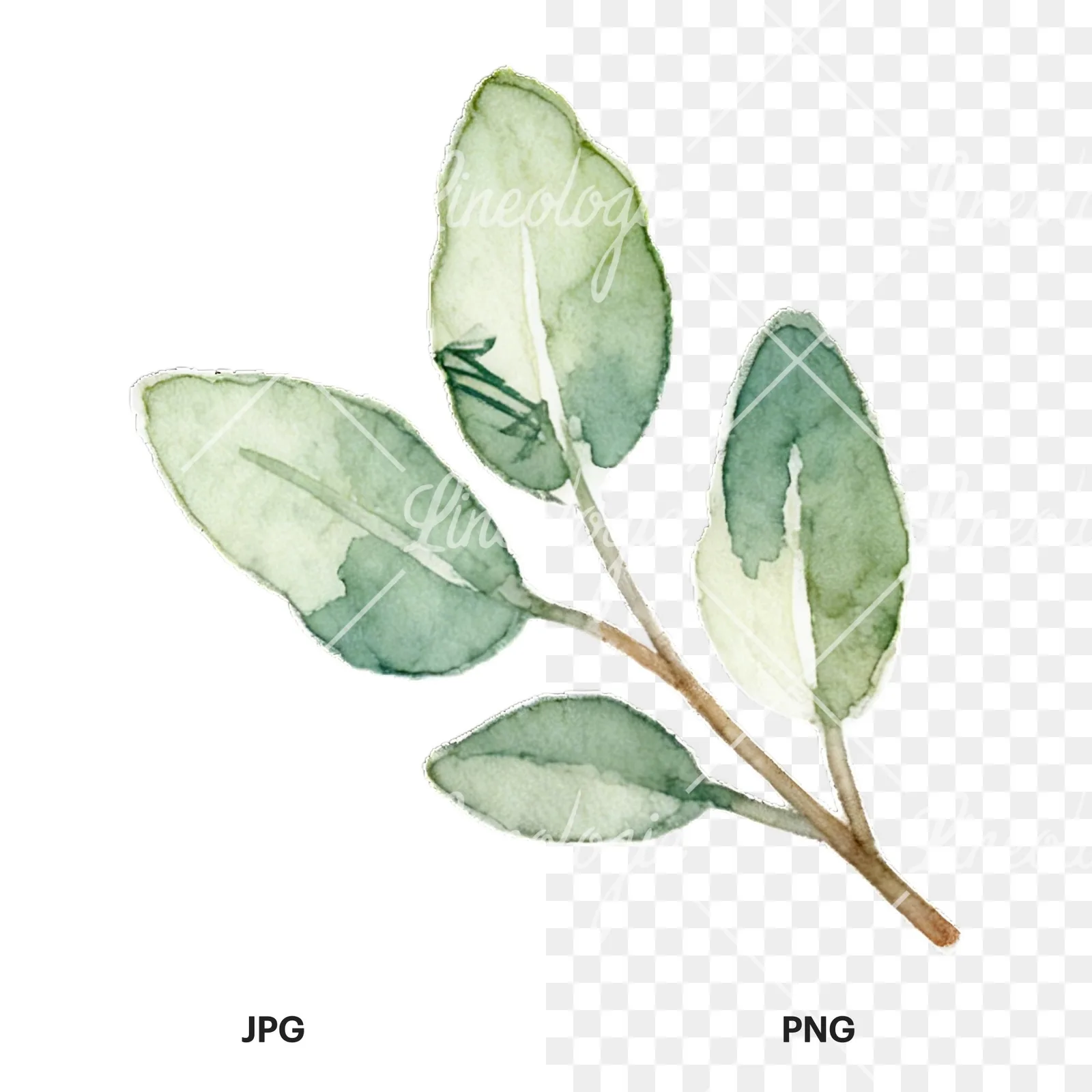Watercolor light green laurel leaves branch clipart 1 of 12, as a JPG on white and a transparent PNG