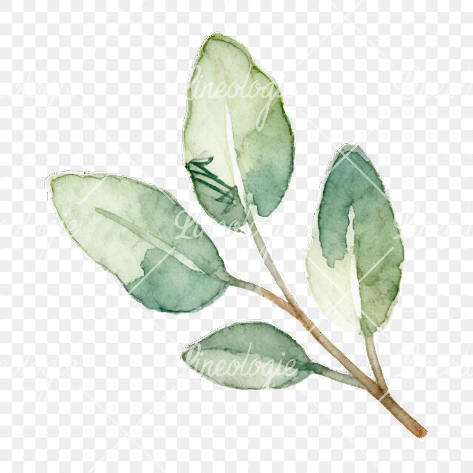 Watercolor light green laurel leaves branch clipart 1 of 12 on a transparent background (PNG)