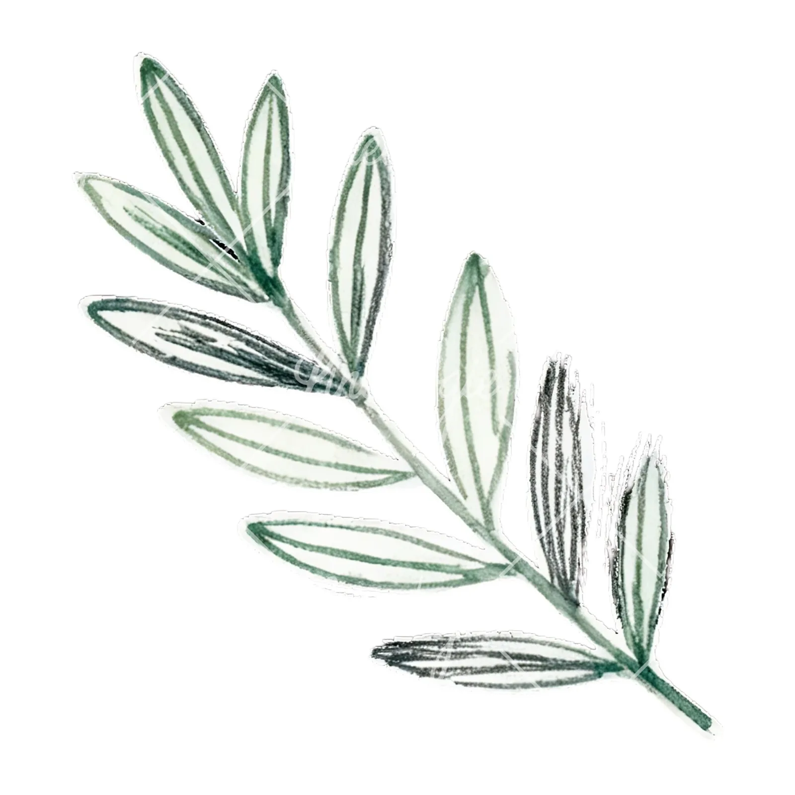 Watercolor light green laurel leaves branch clipart 2 of 12 on a white background (JPG)