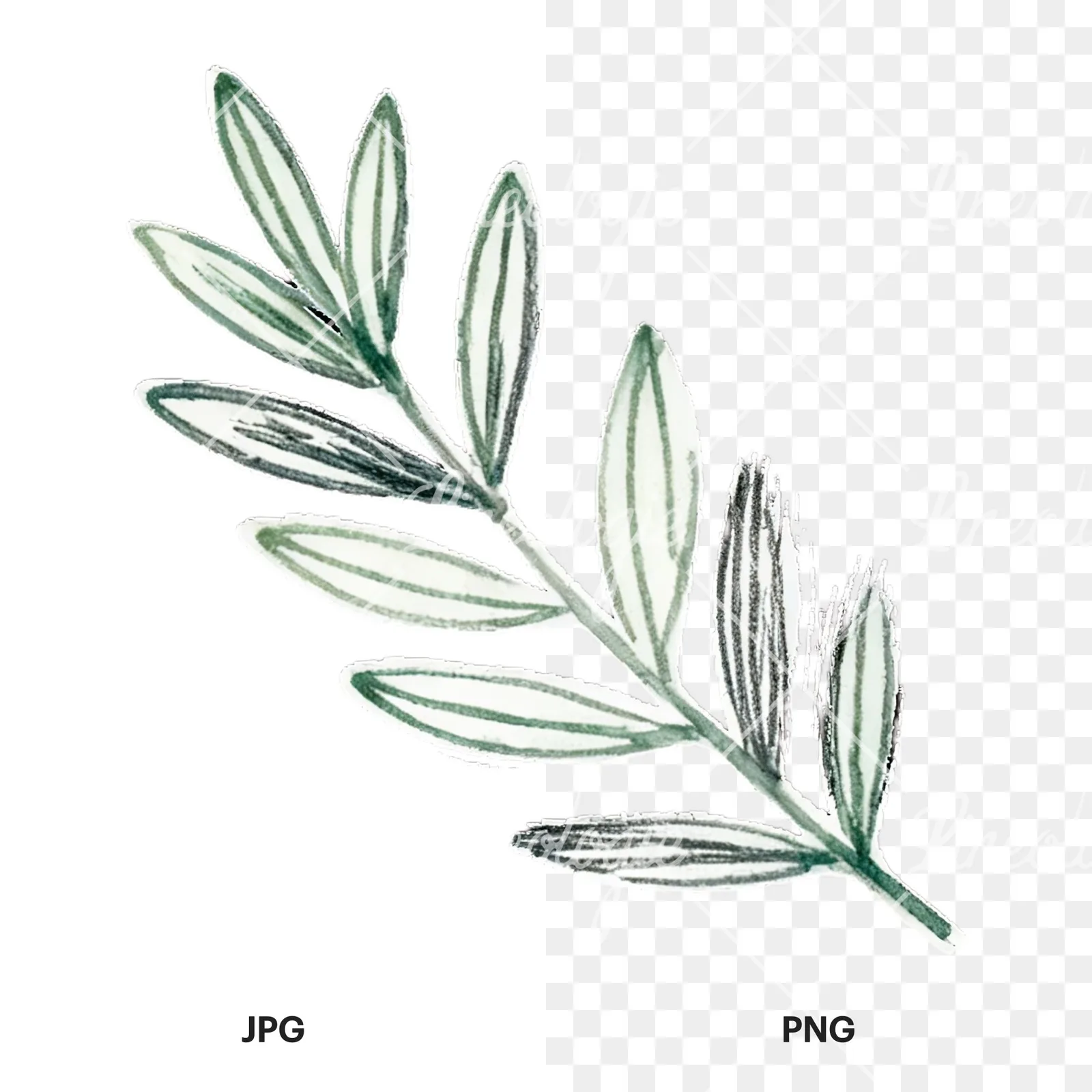 Watercolor light green laurel leaves branch clipart 2 of 12, as a JPG on white and a transparent PNG